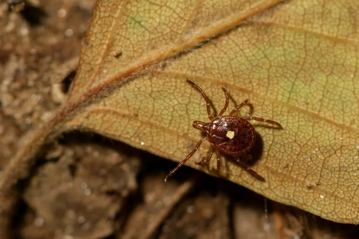 1780565587_Amblyomma_americanum_lone_sta