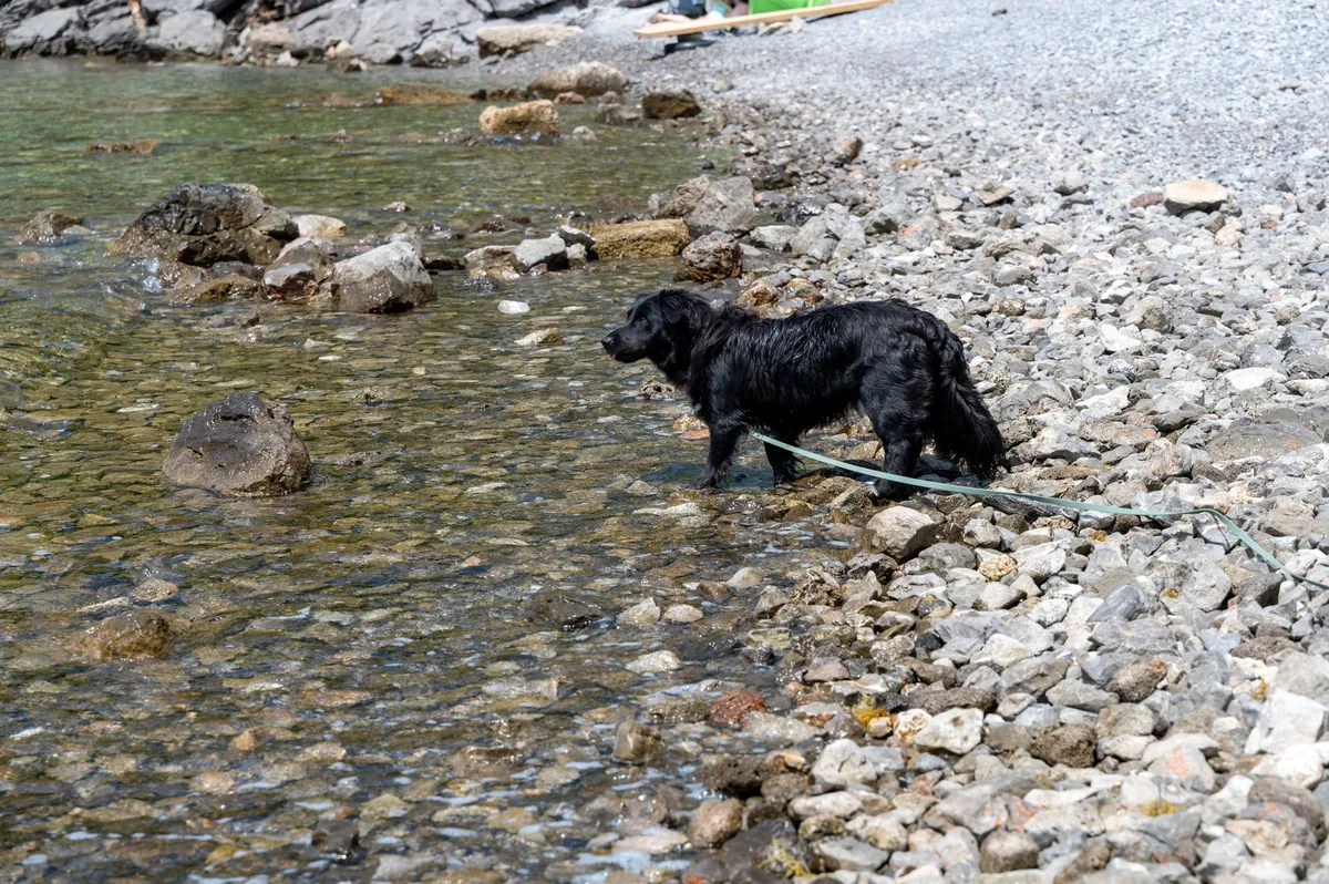 Po lanskih smrtih psov: kakšno je stanje vode v Bohinju in k