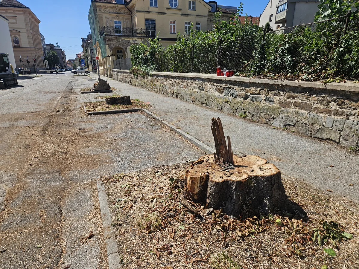 Posek dreves v mariborskem drevoredu razburil javnost, župan napovedal revizijo