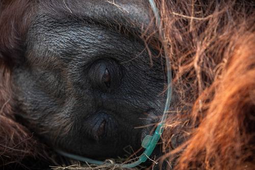 orangutan, reševanje