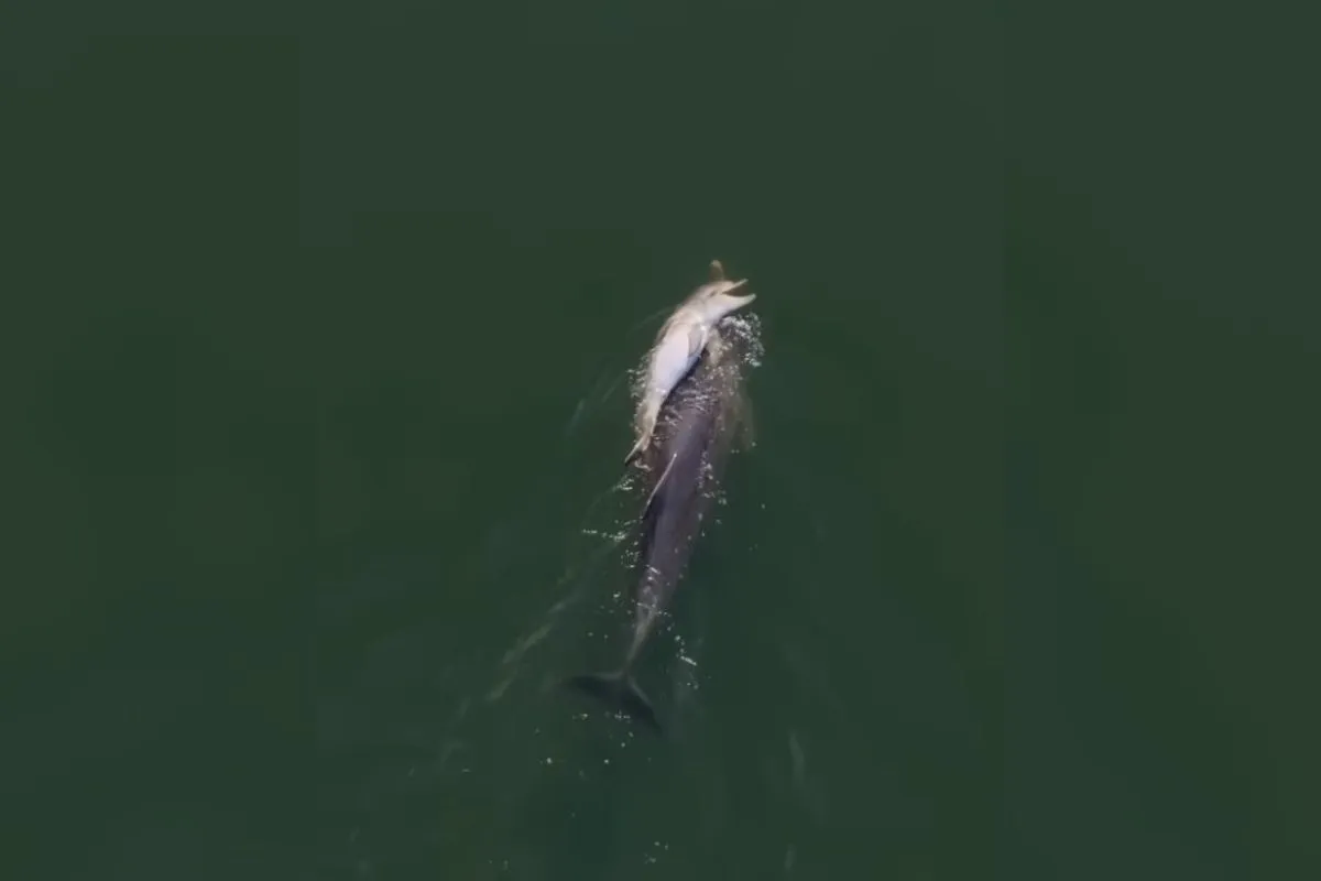 Srce parajoče dejanje delfinke, ki je izgubila mladiča (VIDEO)