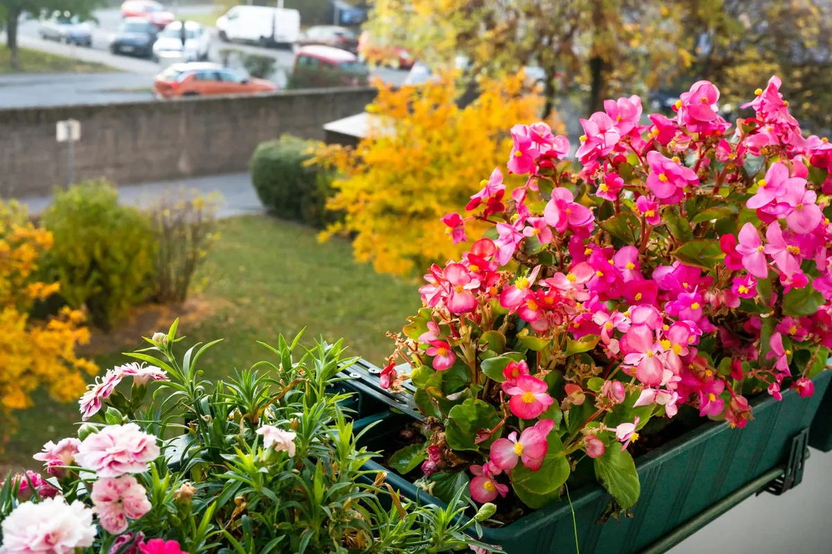 Poletje je mimo, a balkon lahko še vedno krasijo rože: teh 6 vrst je popolnih za jesen