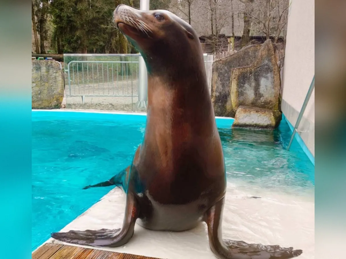 Žalostna novica iz ZOO Ljubljana: Poslovil se je morski lev Jip