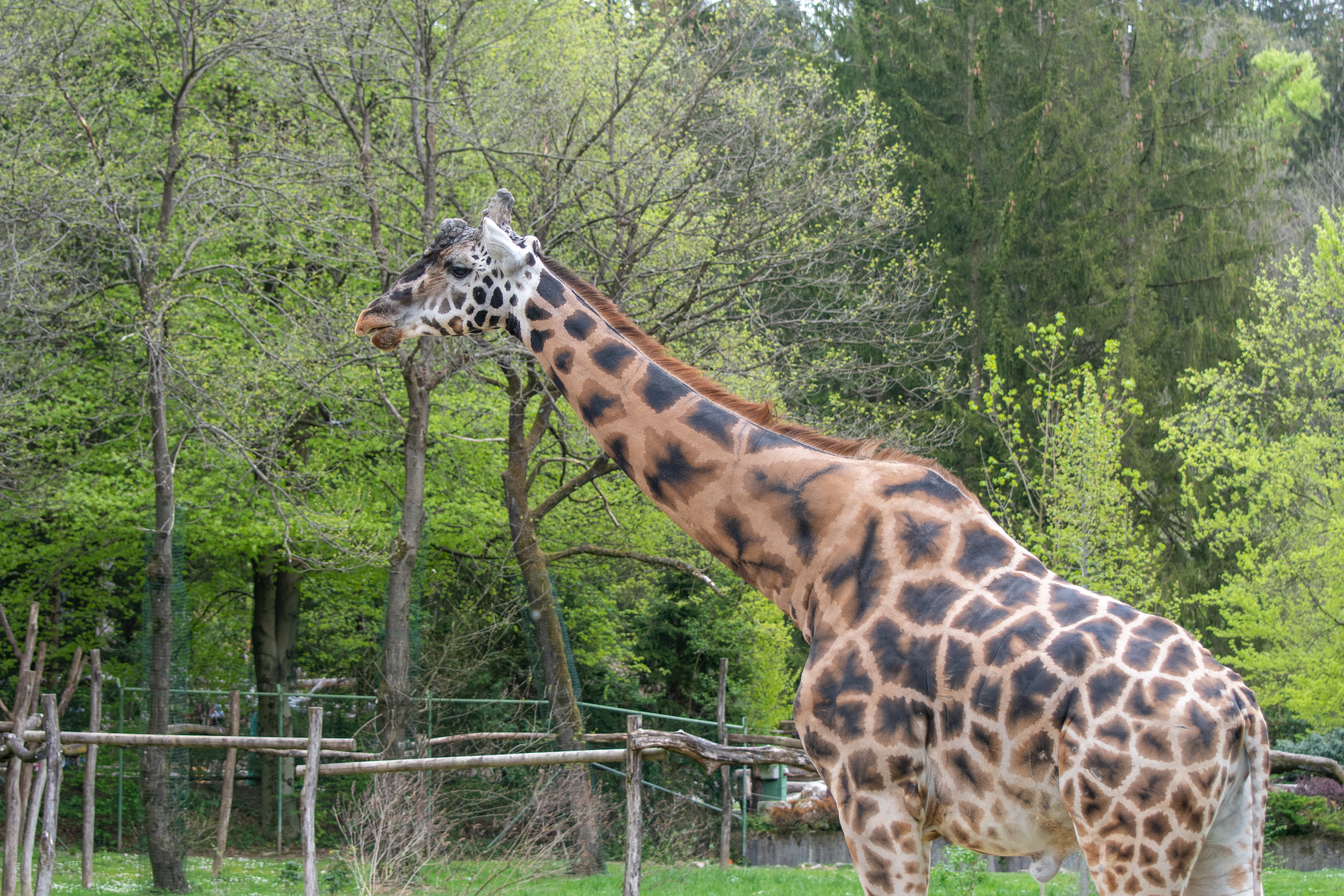 Žirafa, živalski vrt Ljubljana