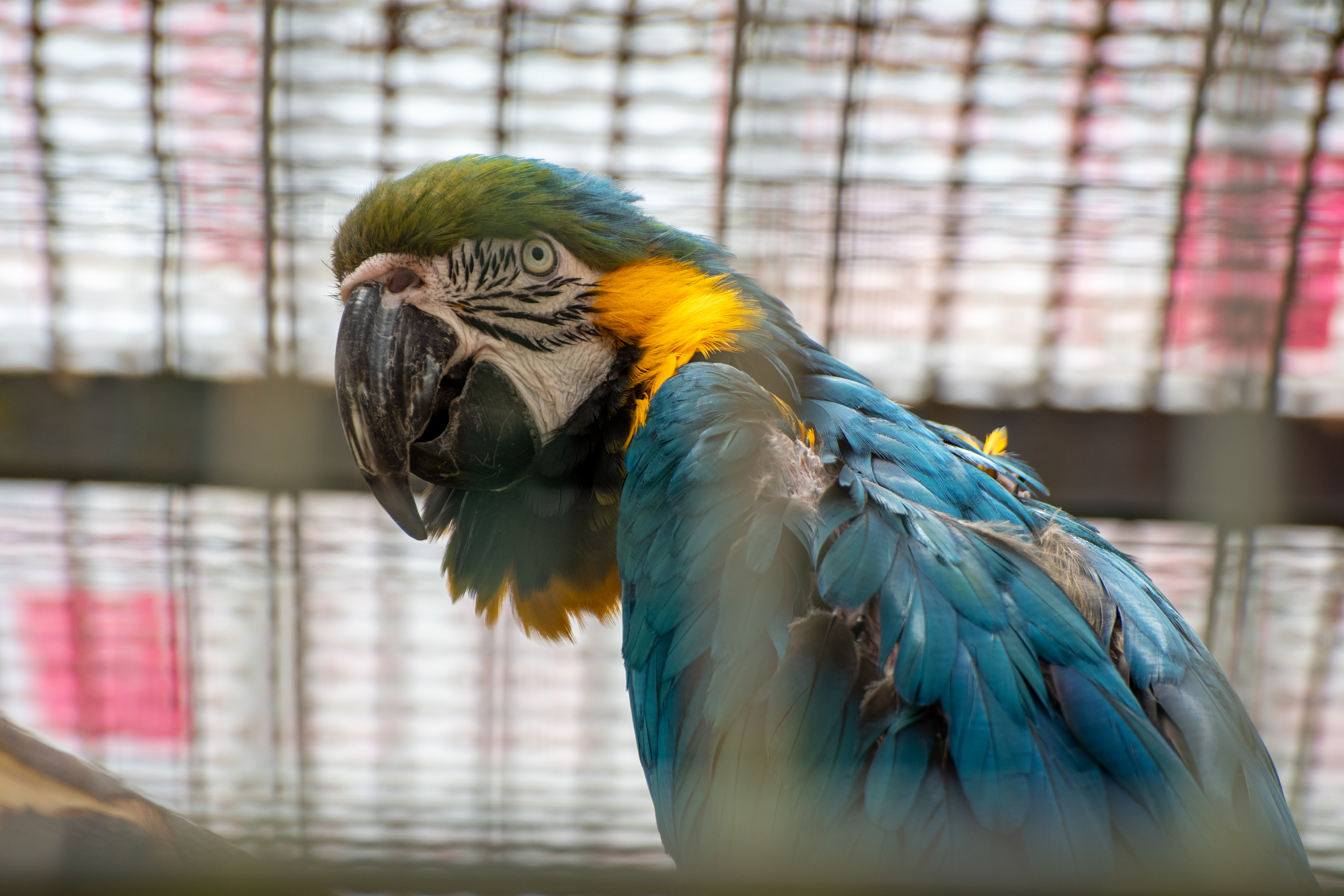 papiga, živalski vrt Ljubljana, ZOO