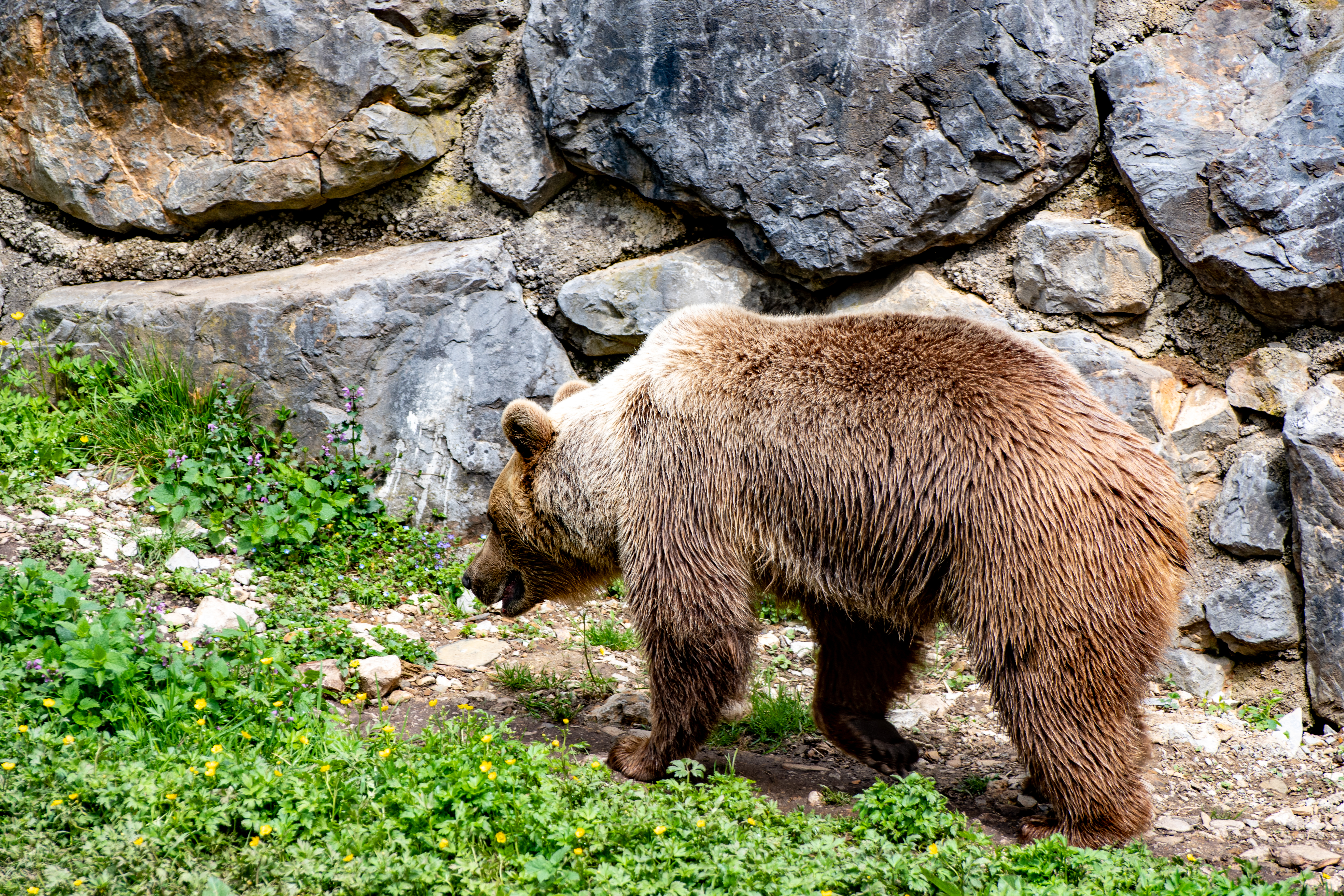 Rjavi medved, živalski vrt Ljubljana, ZOO