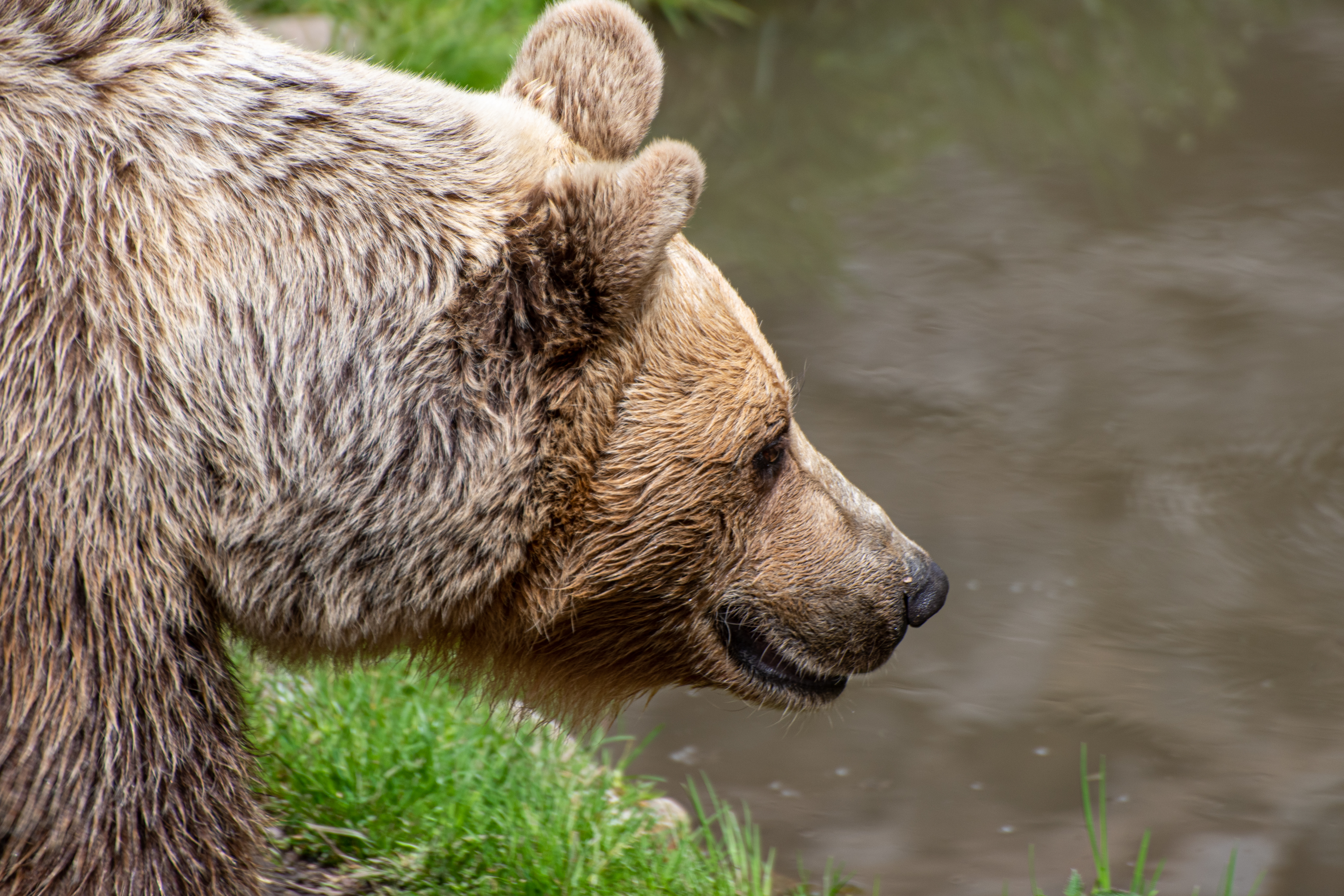 Rjavi medved, živalski vrt Ljubljana, ZOO