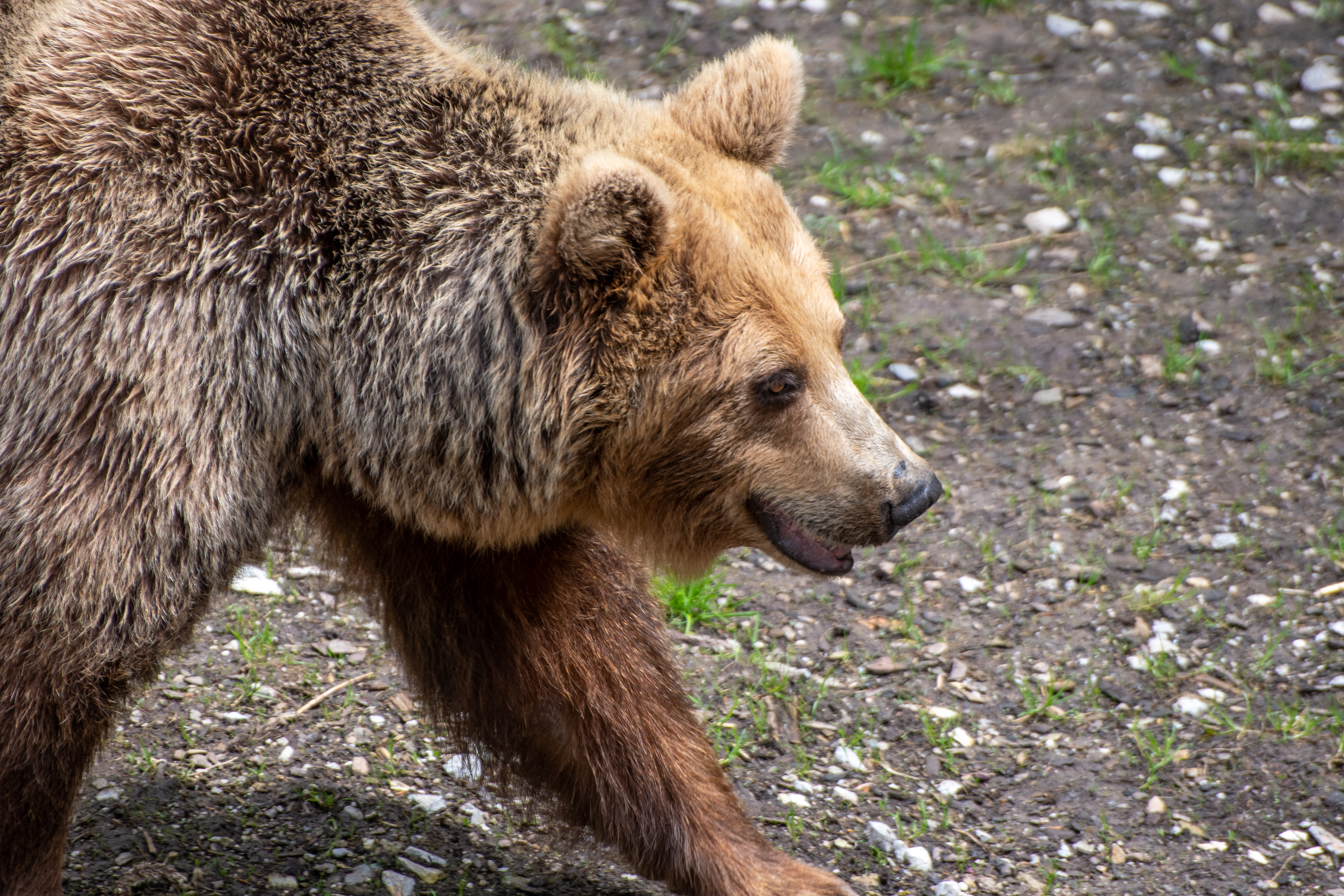 Rjavi medved, živalski vrt Ljubljana, ZOO