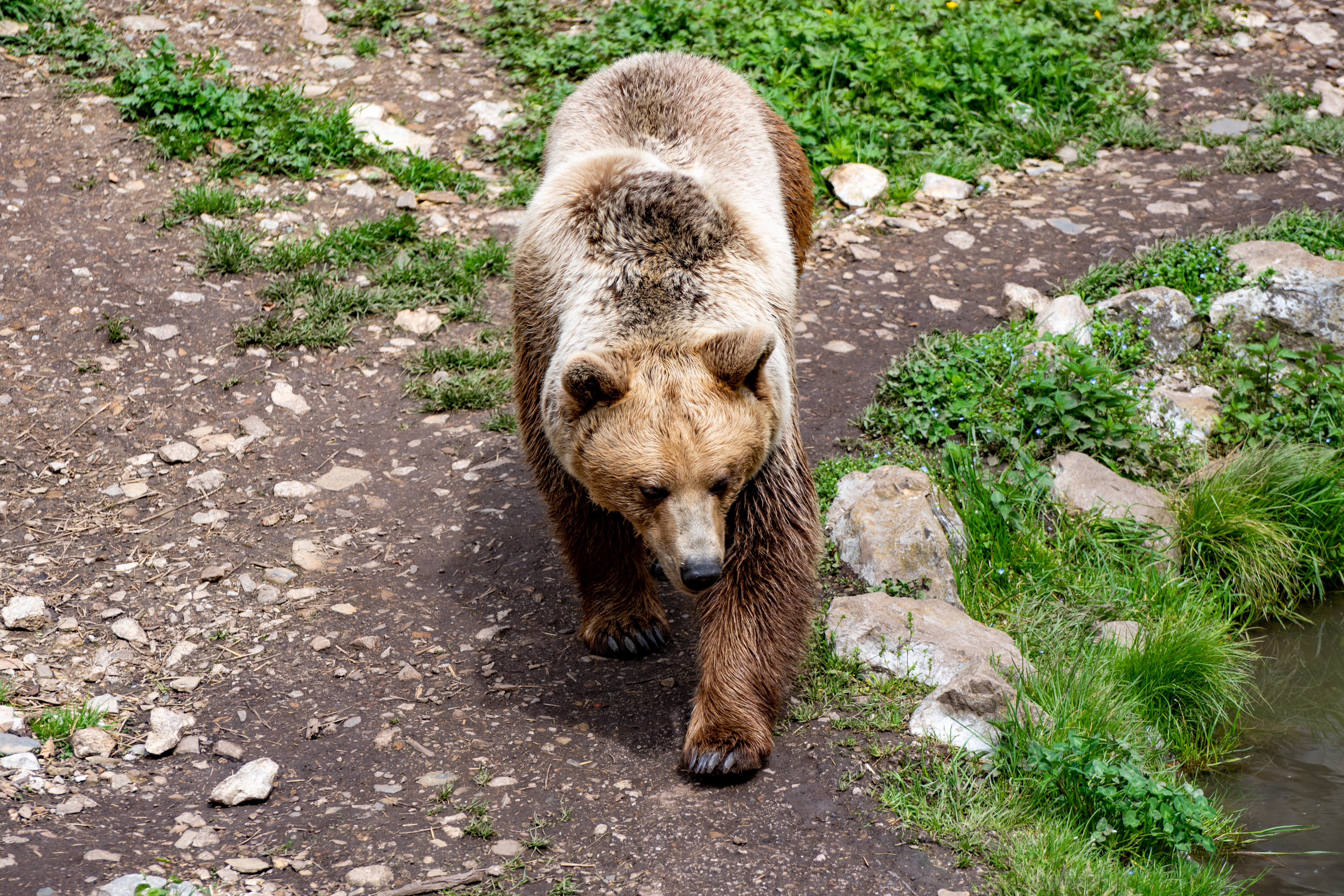 Rjavi medved, živalski vrt Ljubljana, ZOO