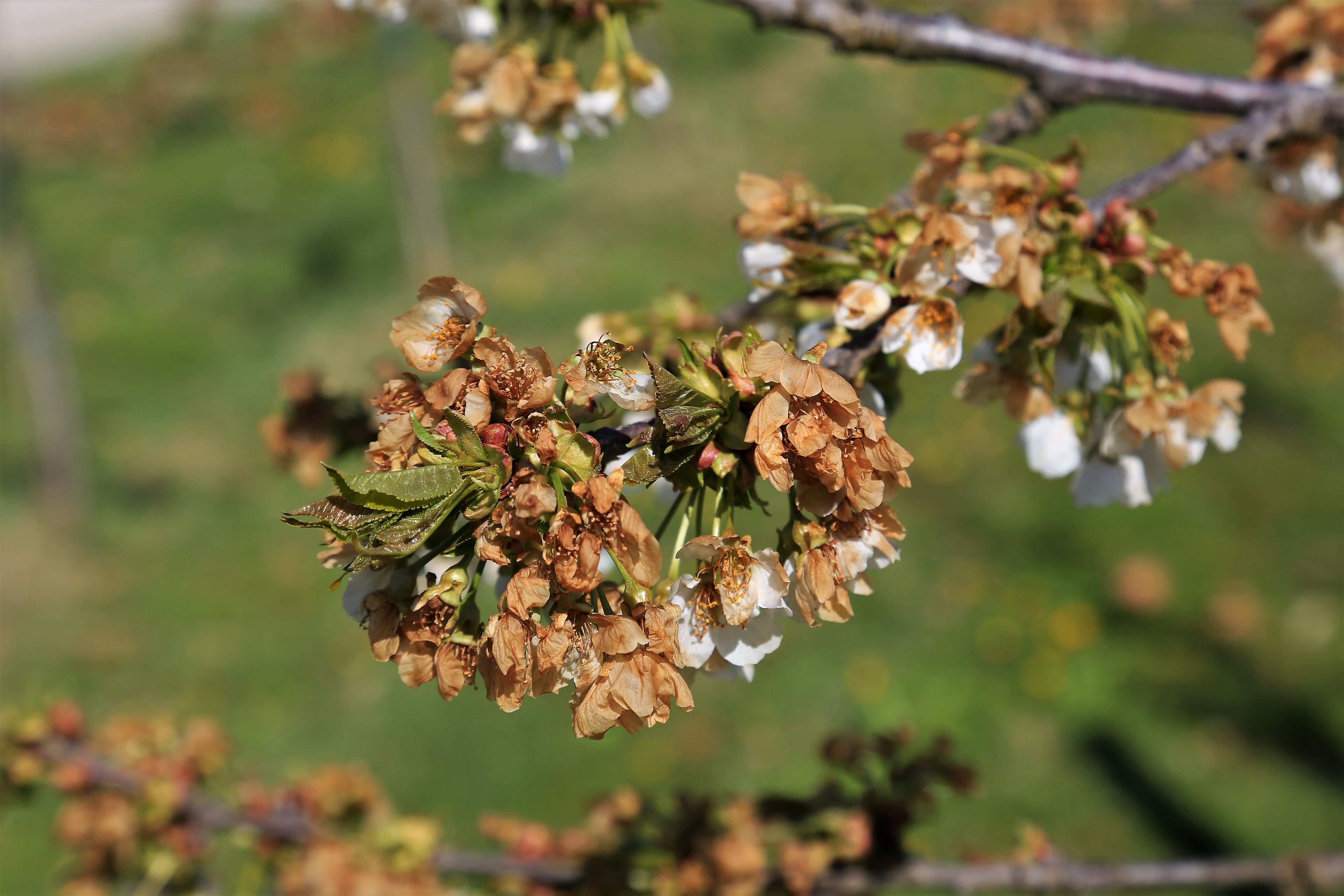 Pozeba, oroševanje, sadno drevje, sadje