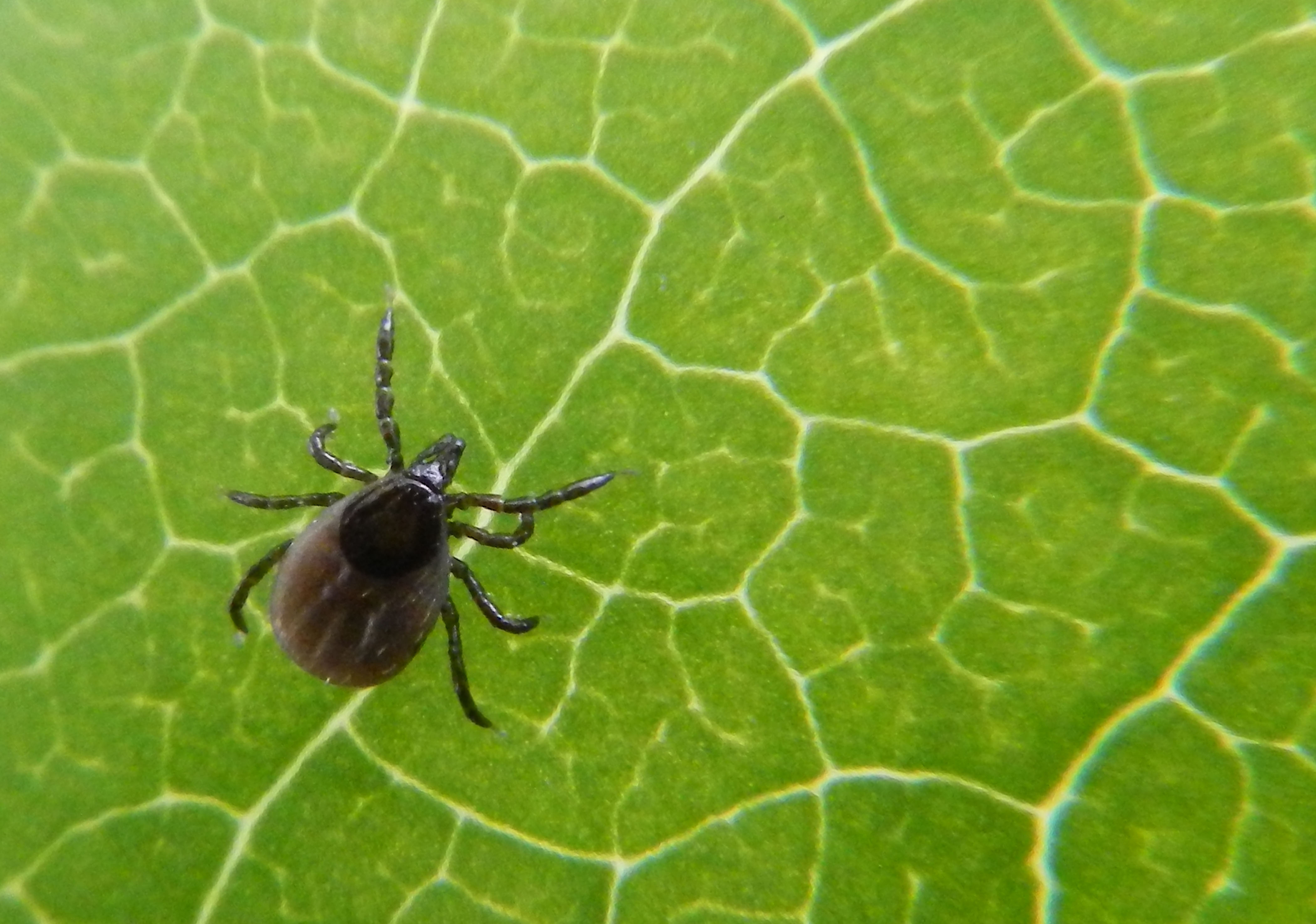 Klop, narava, žival, list