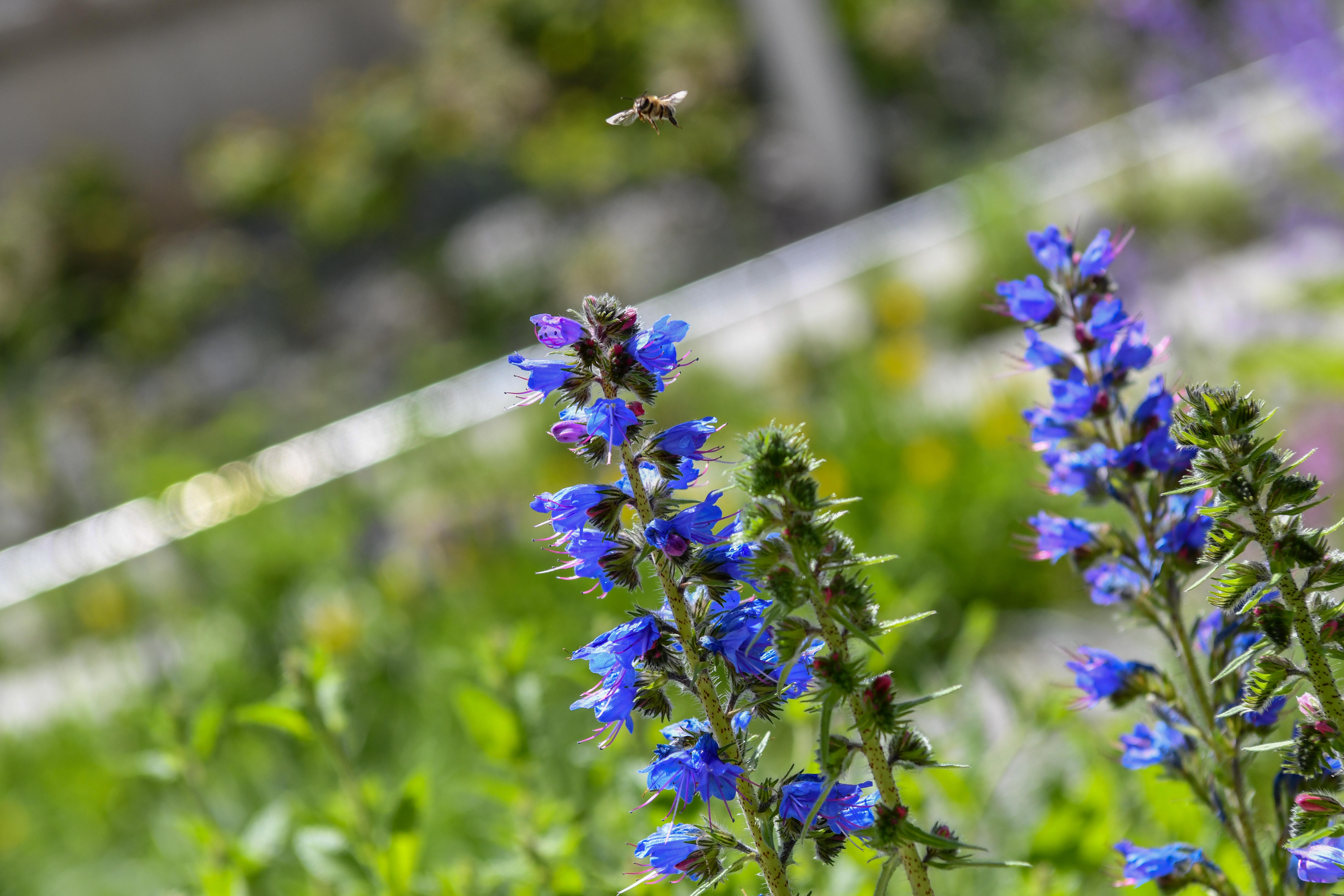 roža, pomlad, narava