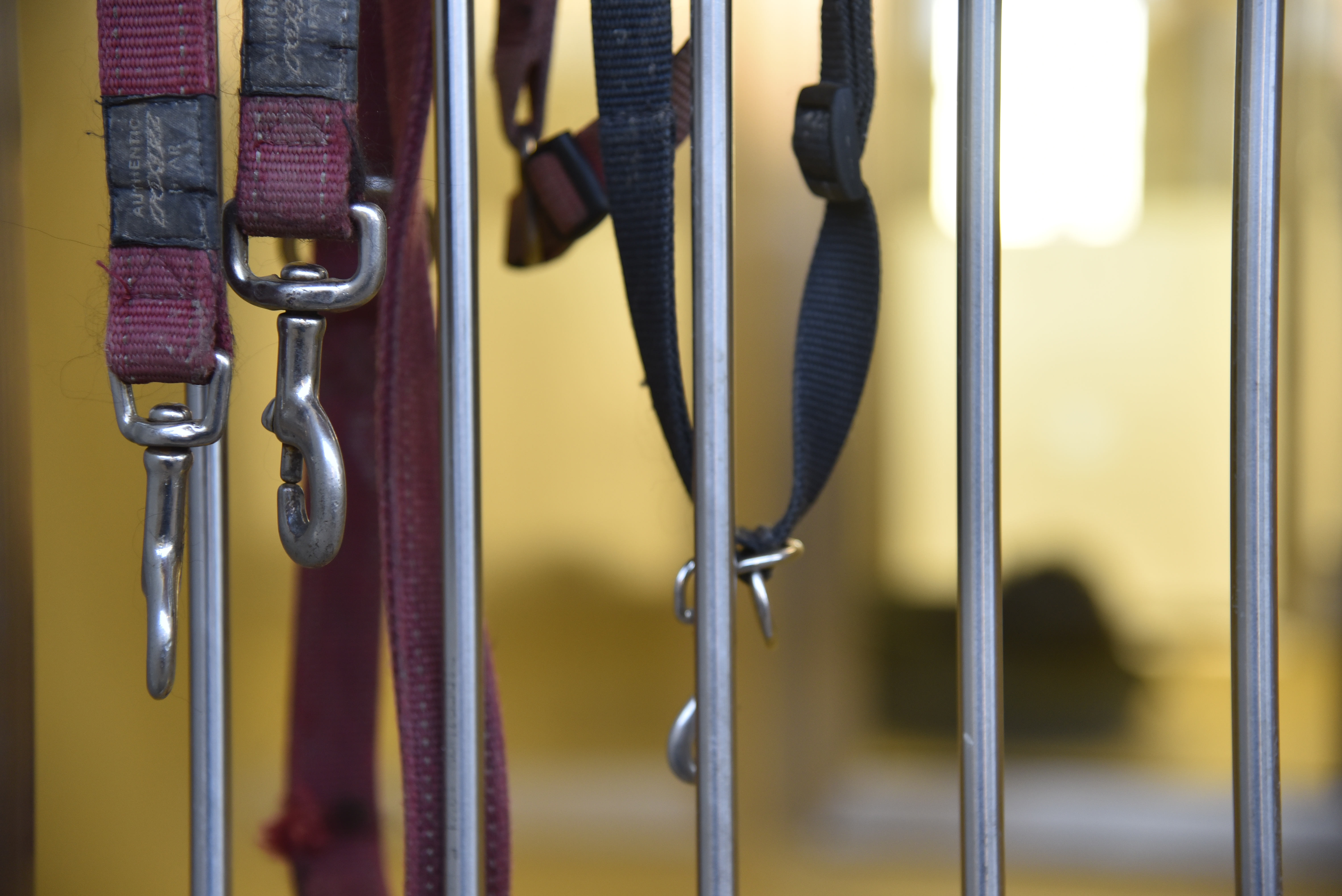 zavetišče za živali