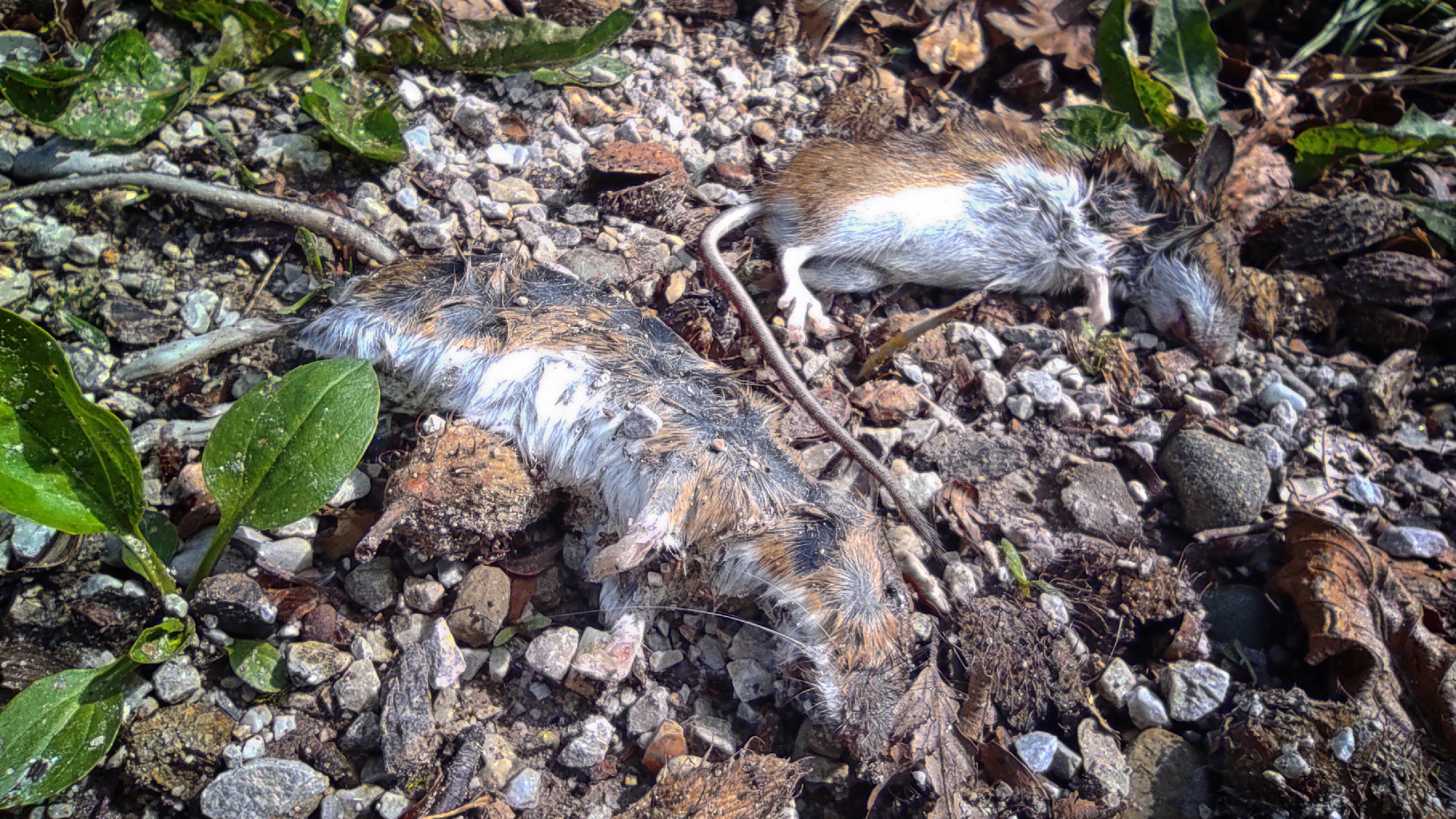 Miš, mišja mrzlica