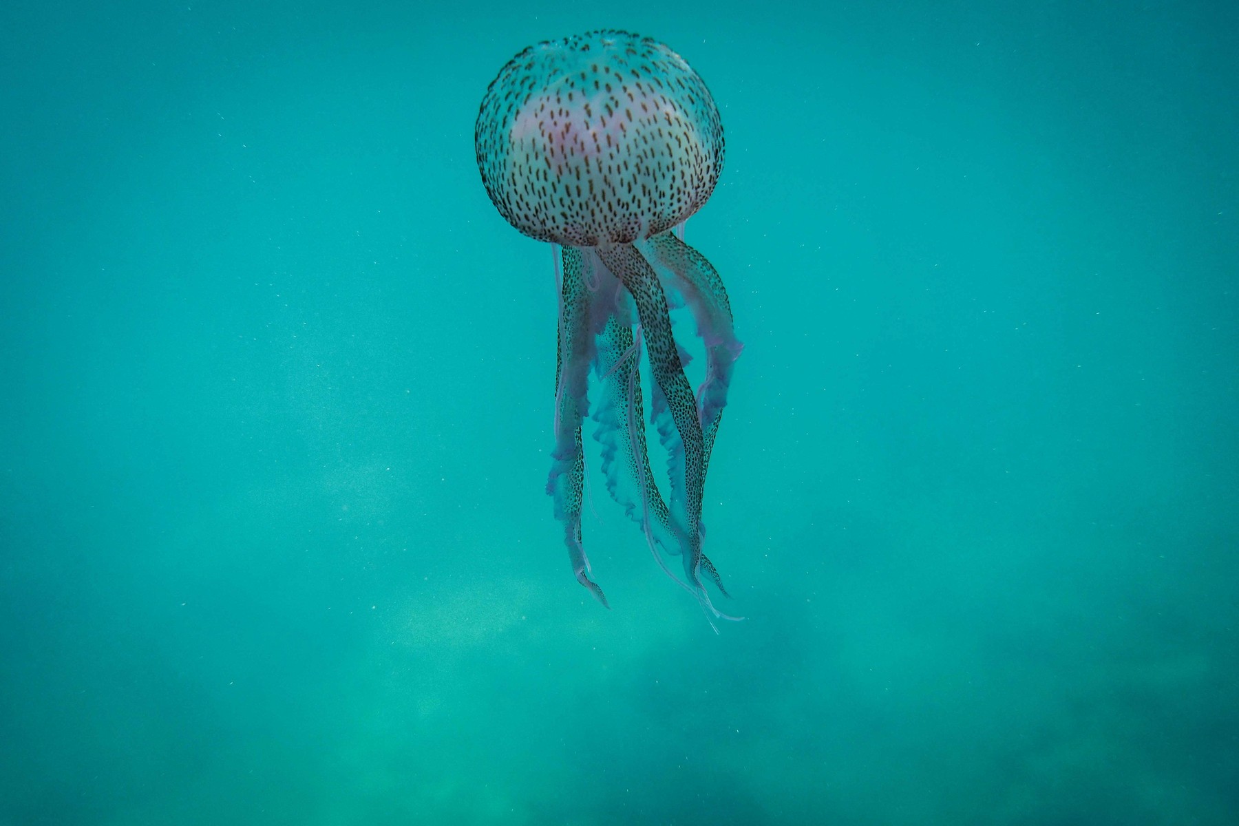 meduza mesečinka, morje