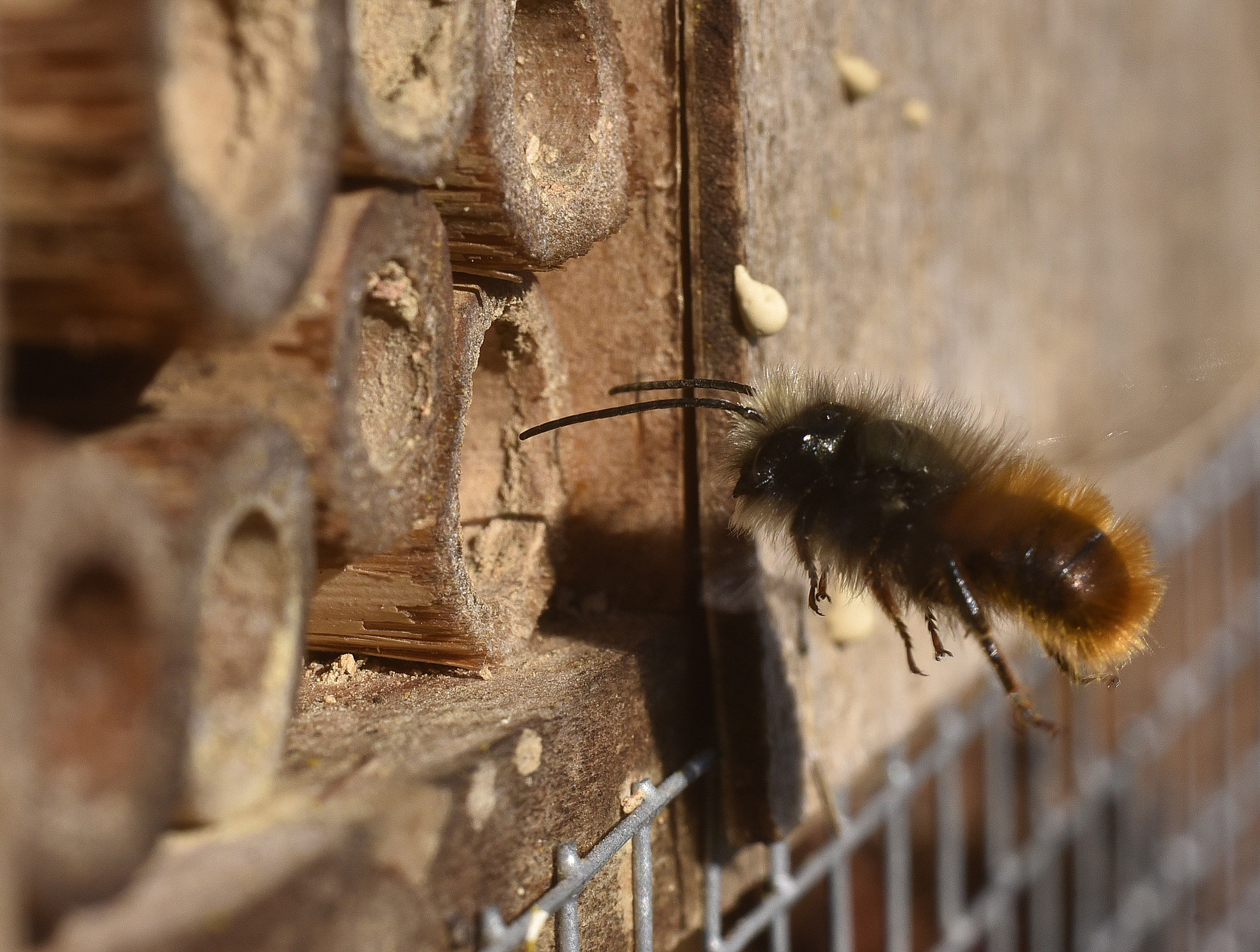 Divje čebele Rogata dišavka Osmia cornuta narava žuželke