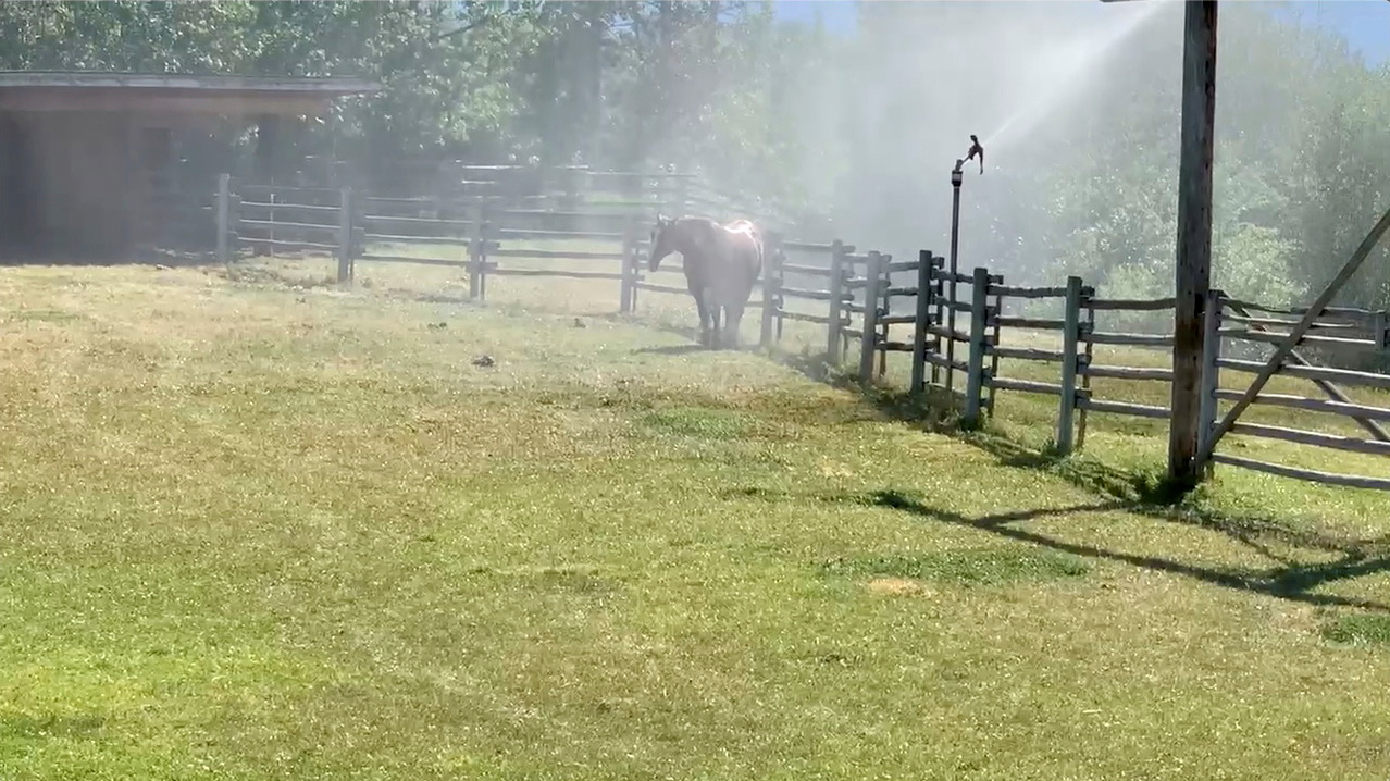 Sprinklers spray water on a horse amid a heatwave in Kelowna, British Columbia, Canada