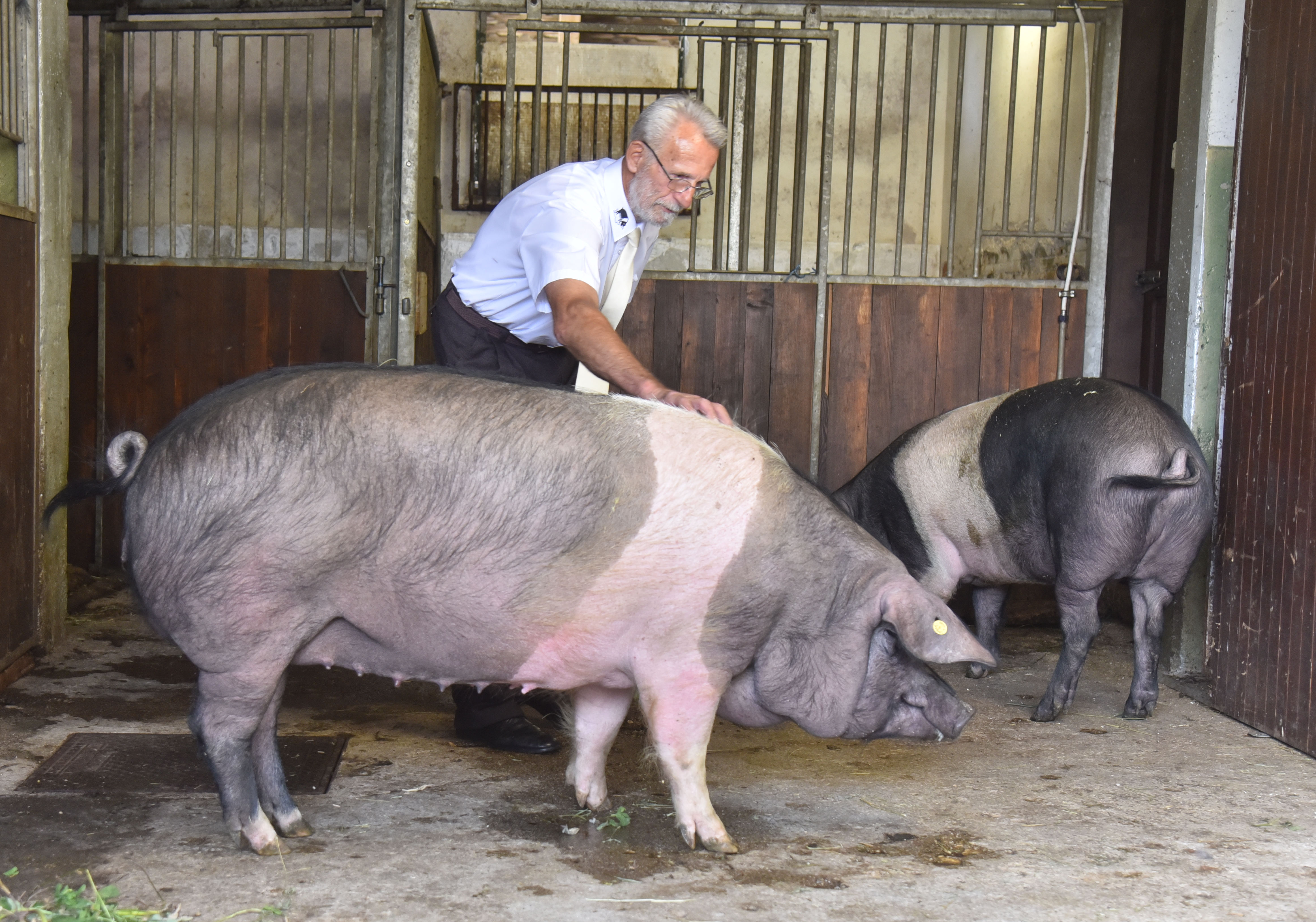 krškopoljski prašič