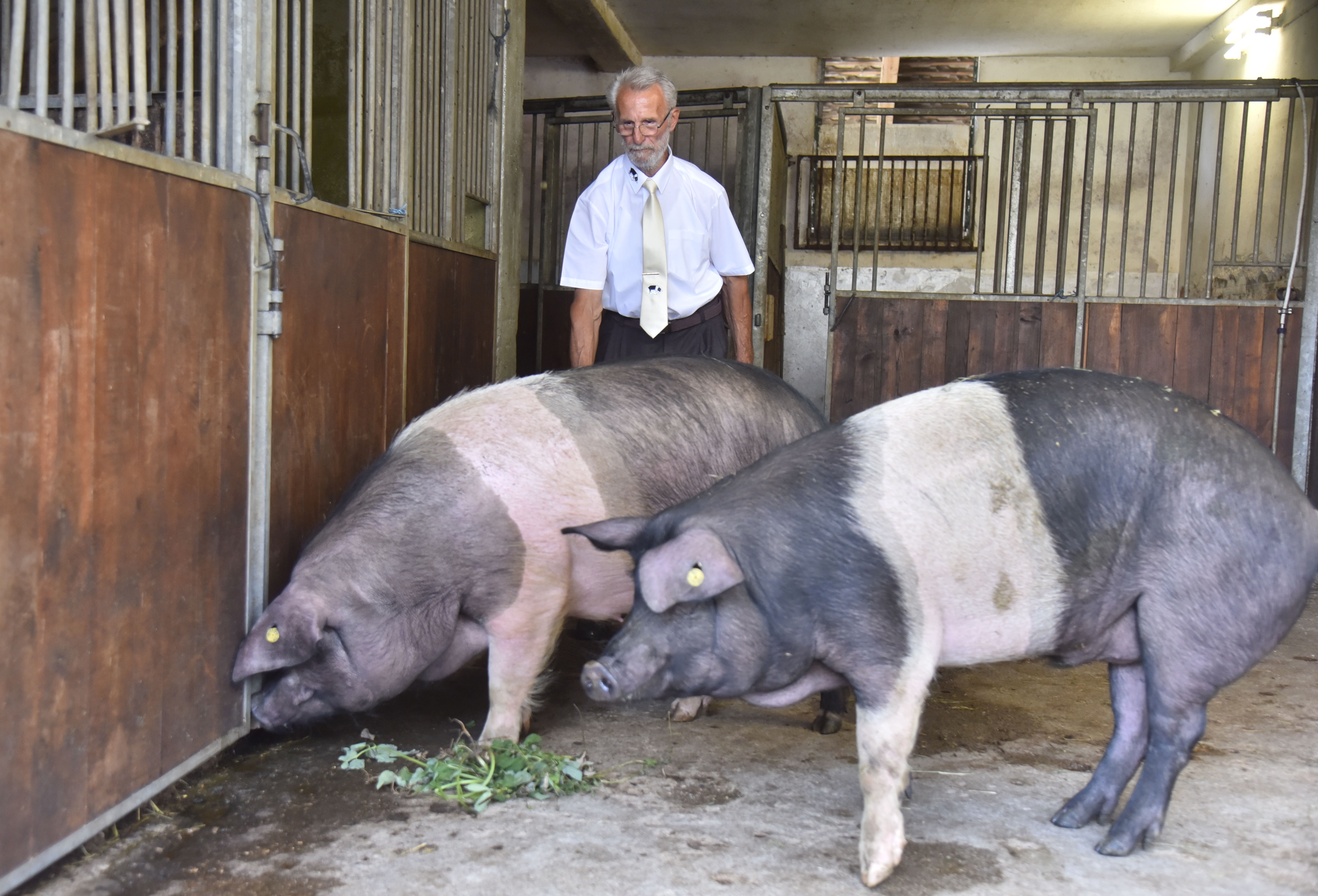 krškopoljski prašič