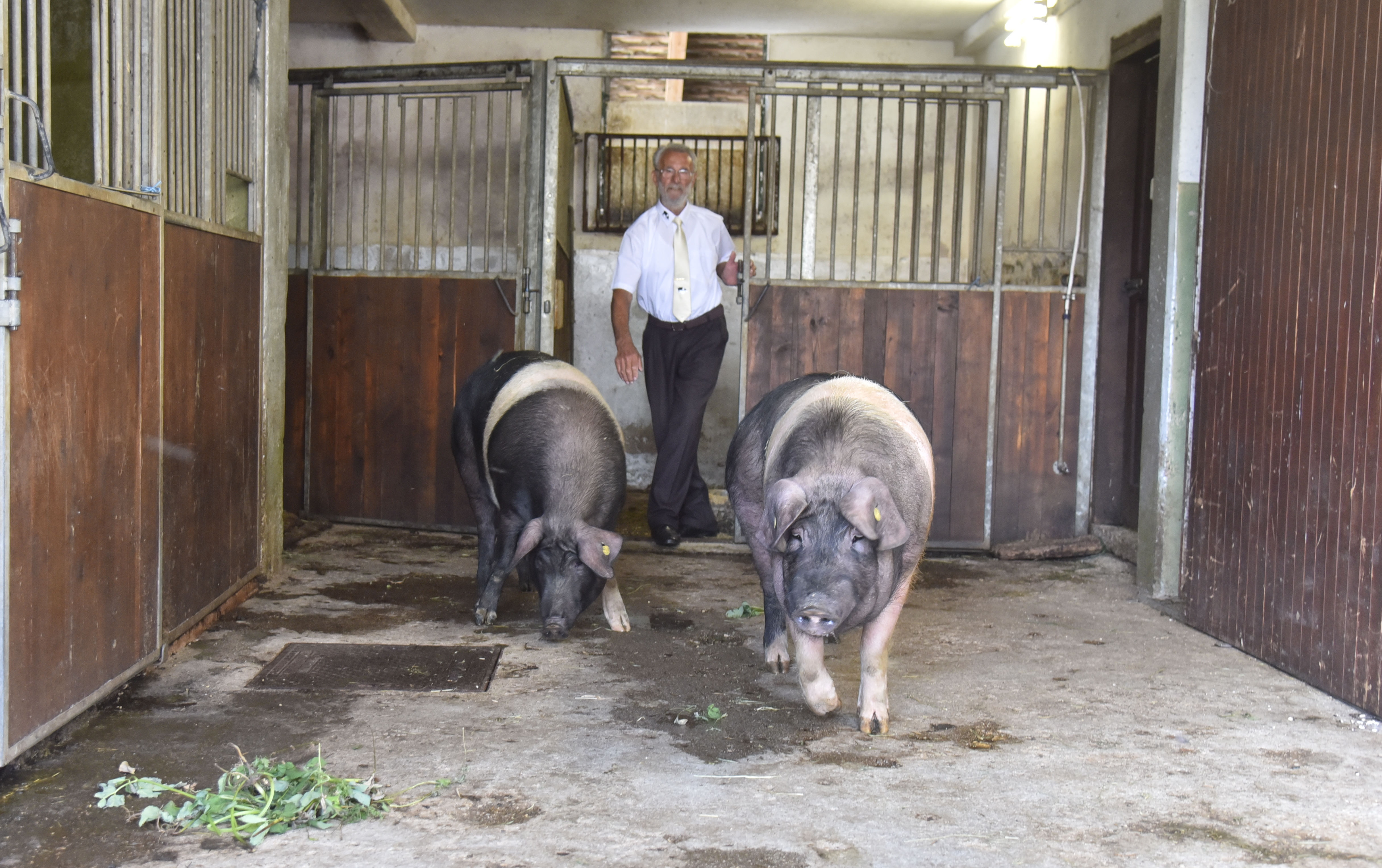 krškopoljski prašič