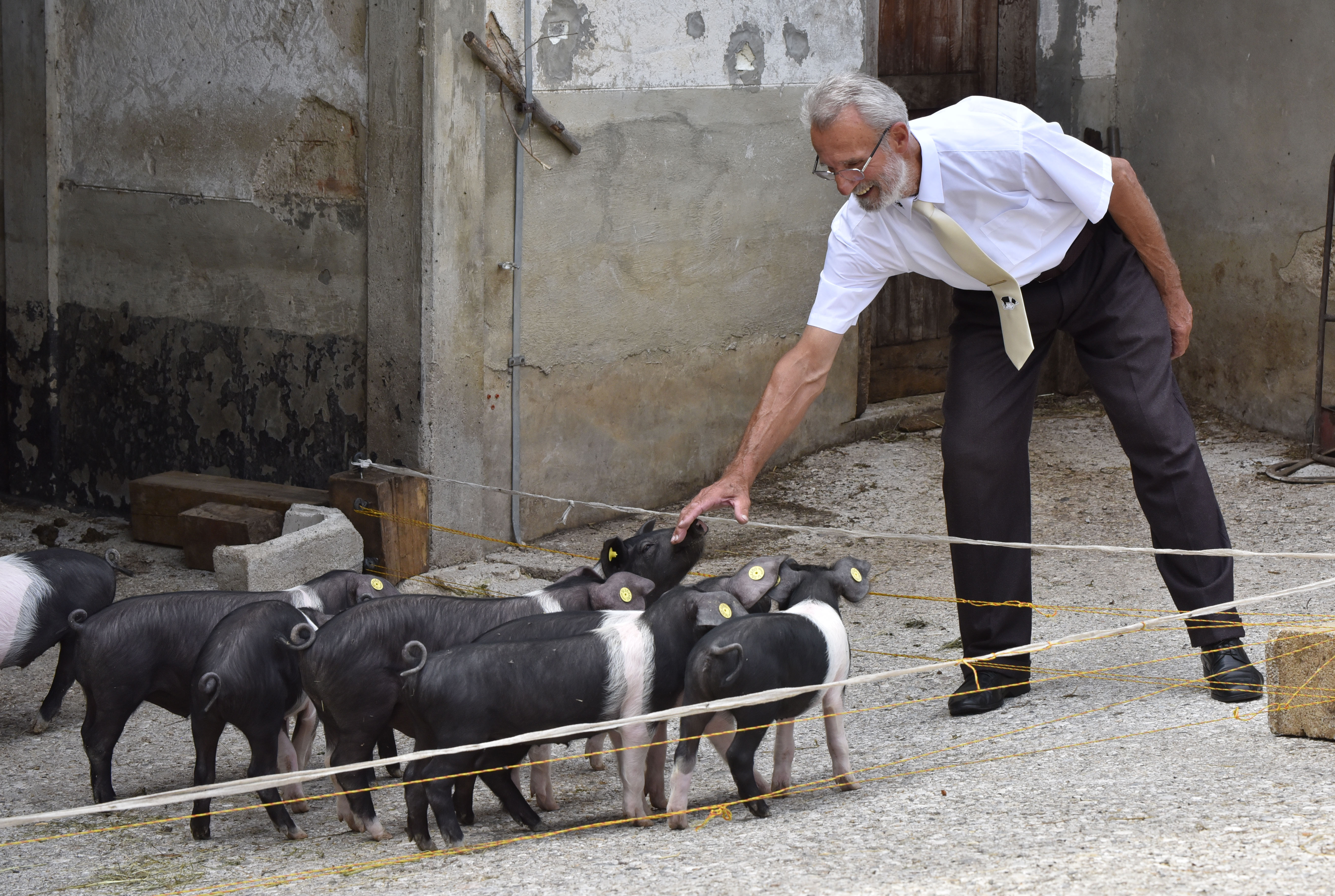 krškopoljski prašič
