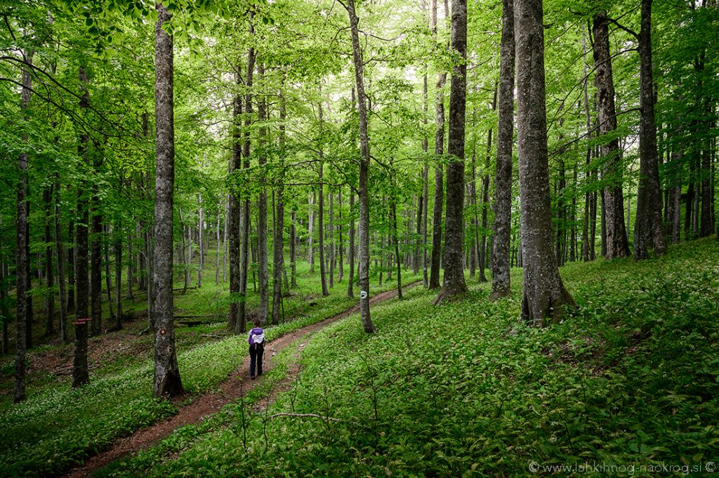 1627204161-Slovenija-Kocevje-rog-roska-pot-lahkih-nog-naokrog-©-10-1024x681.jpg