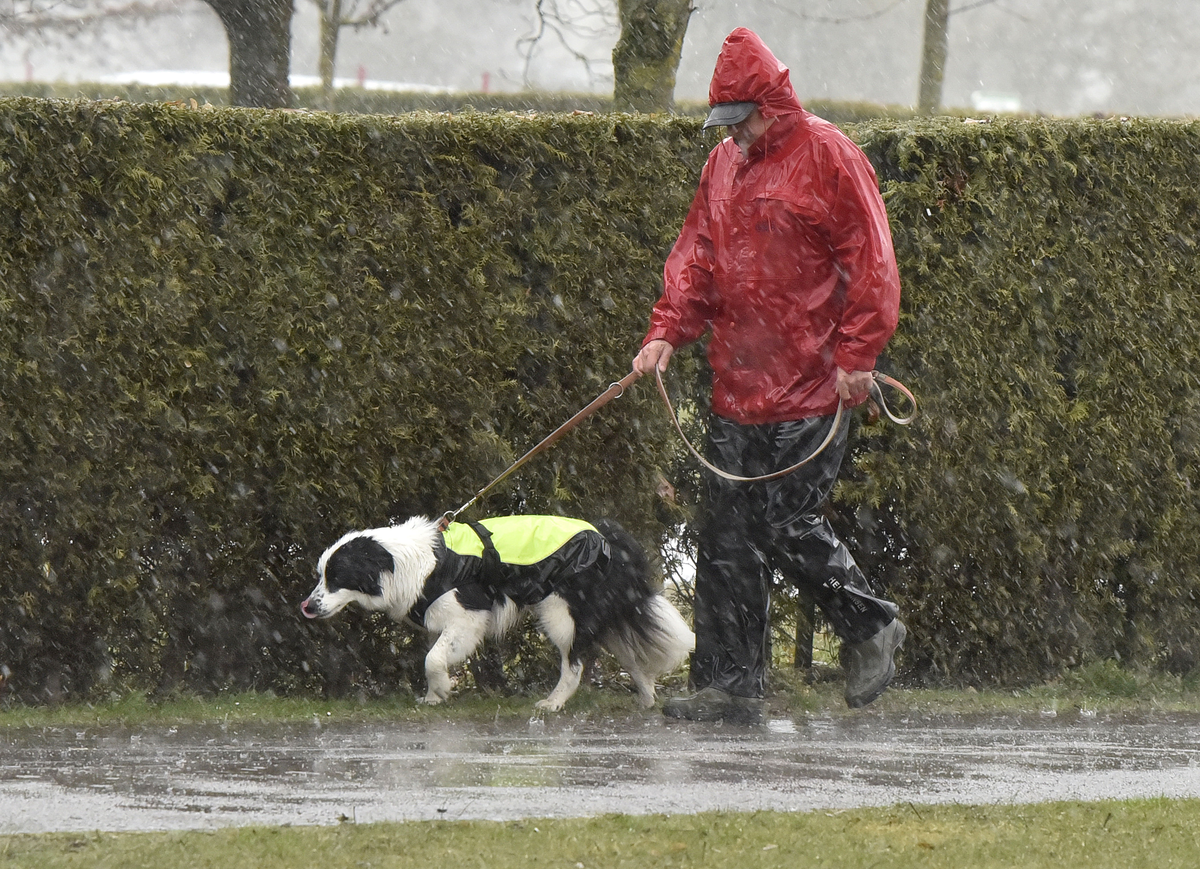 vreme, sodra, pes, sprehajalec, kuža, žival