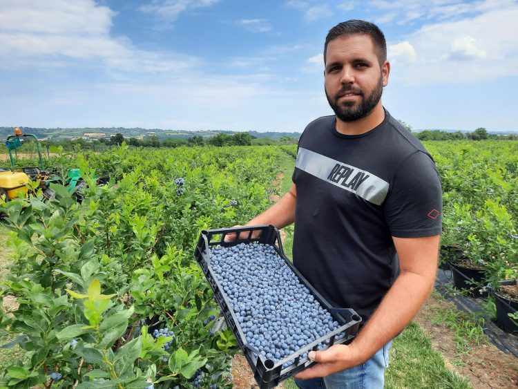 Vlada Luković borovnice