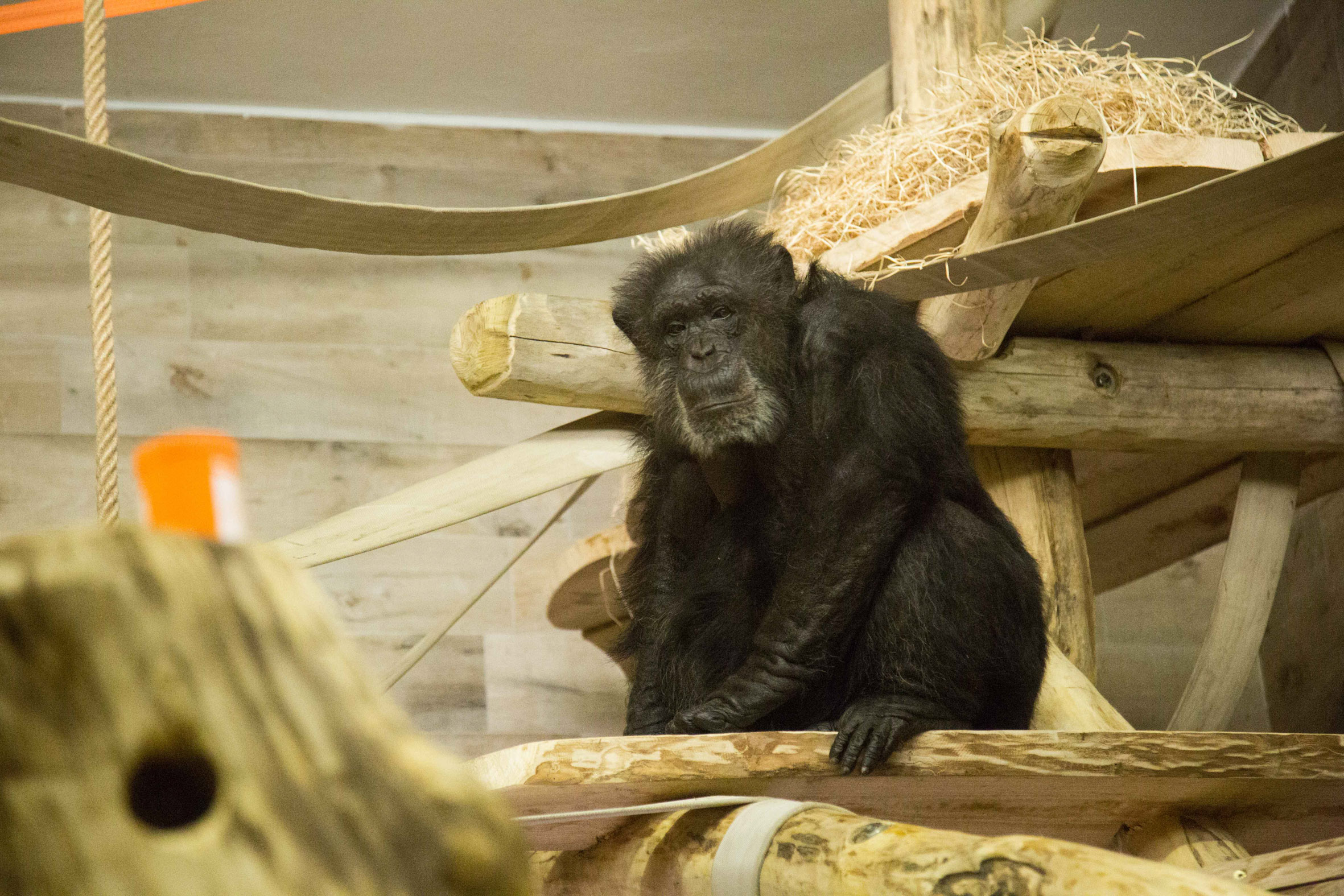 Šimpanz Boris ZOO Ljubljana