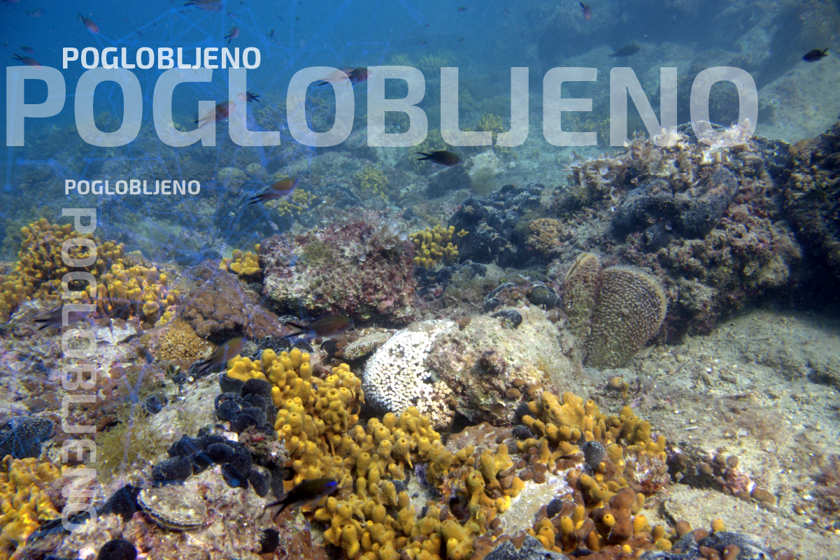 Morje in morska biološka postaja