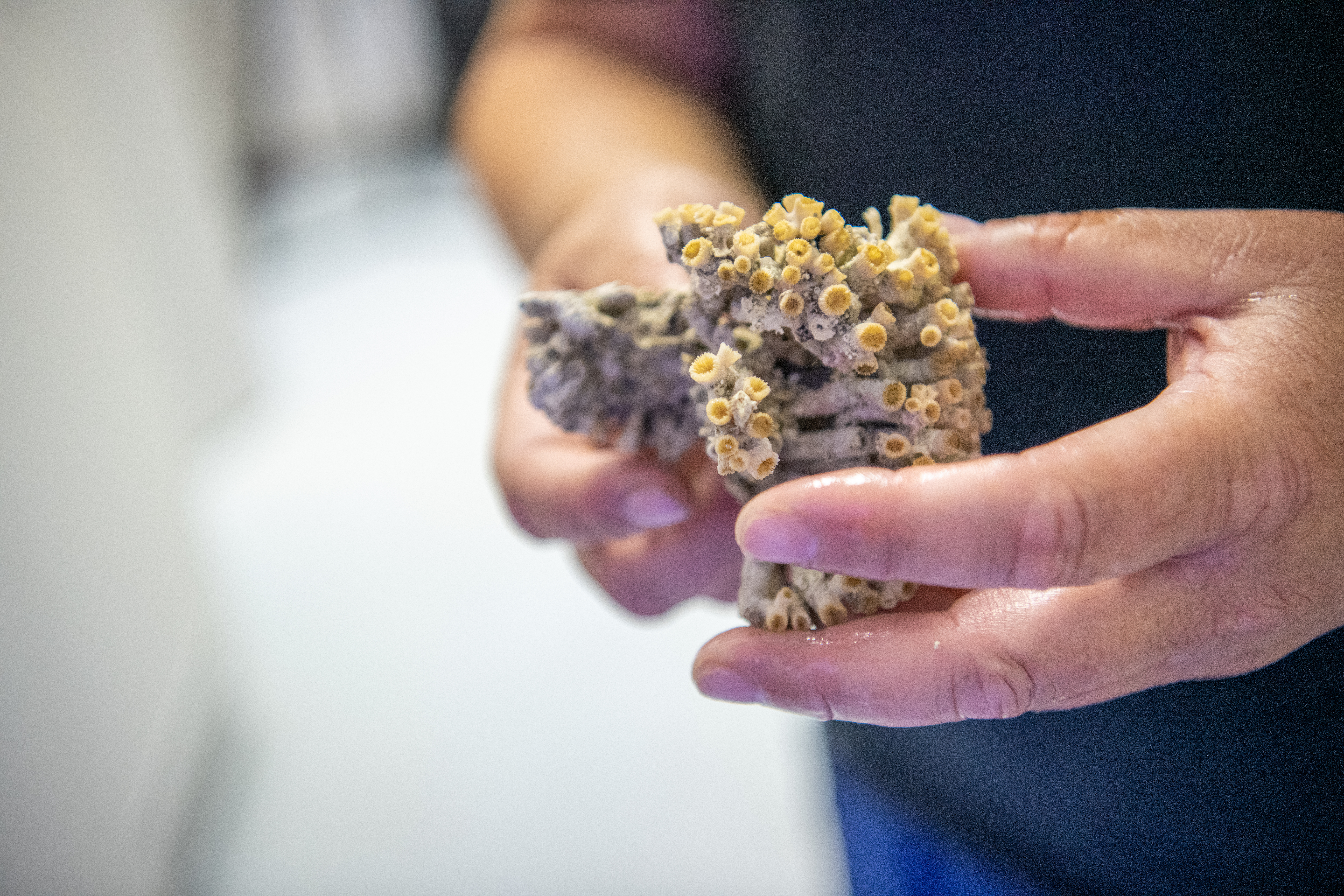 Sredozemska kamena korala, korala