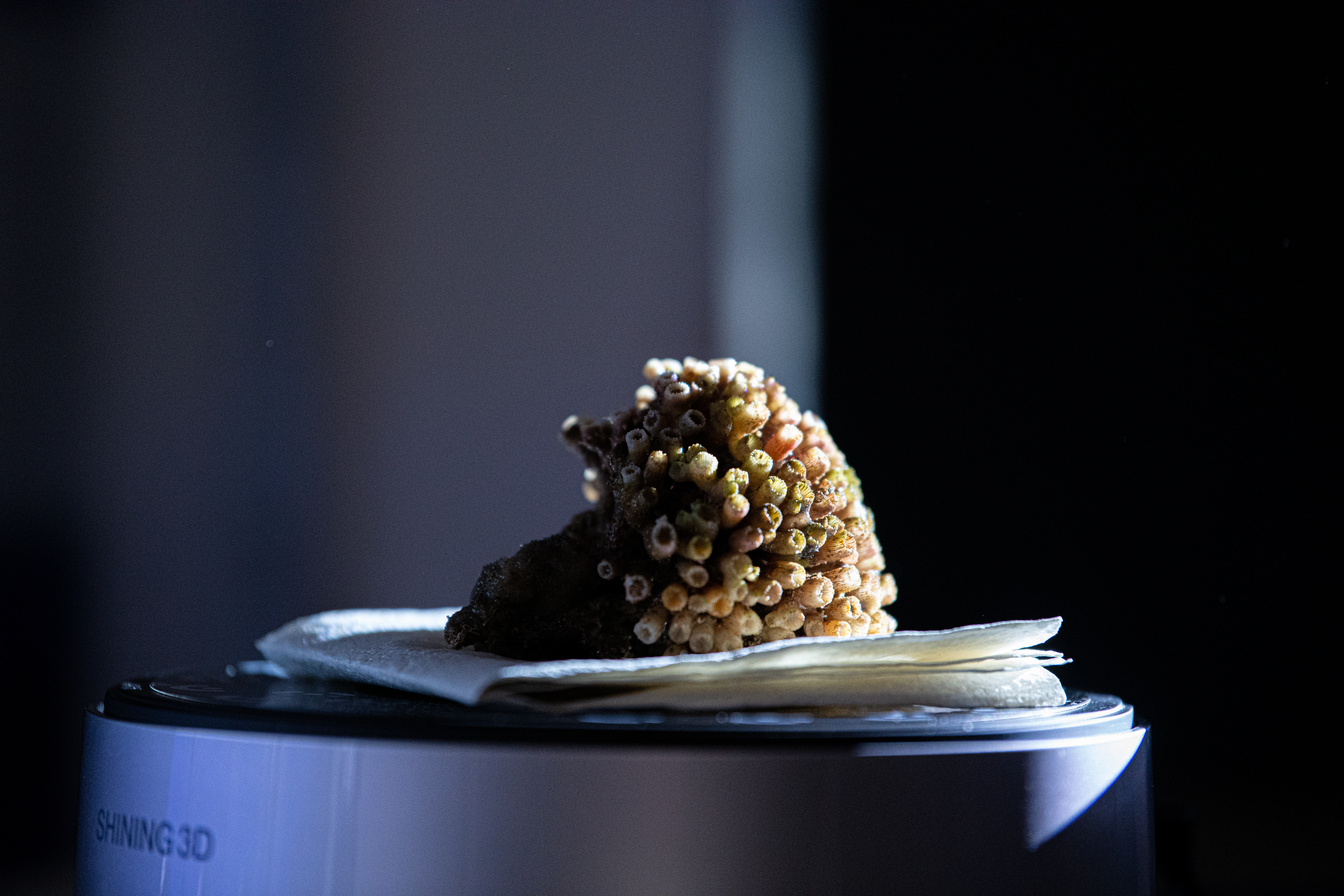 Sredozemska kamena korala, korala