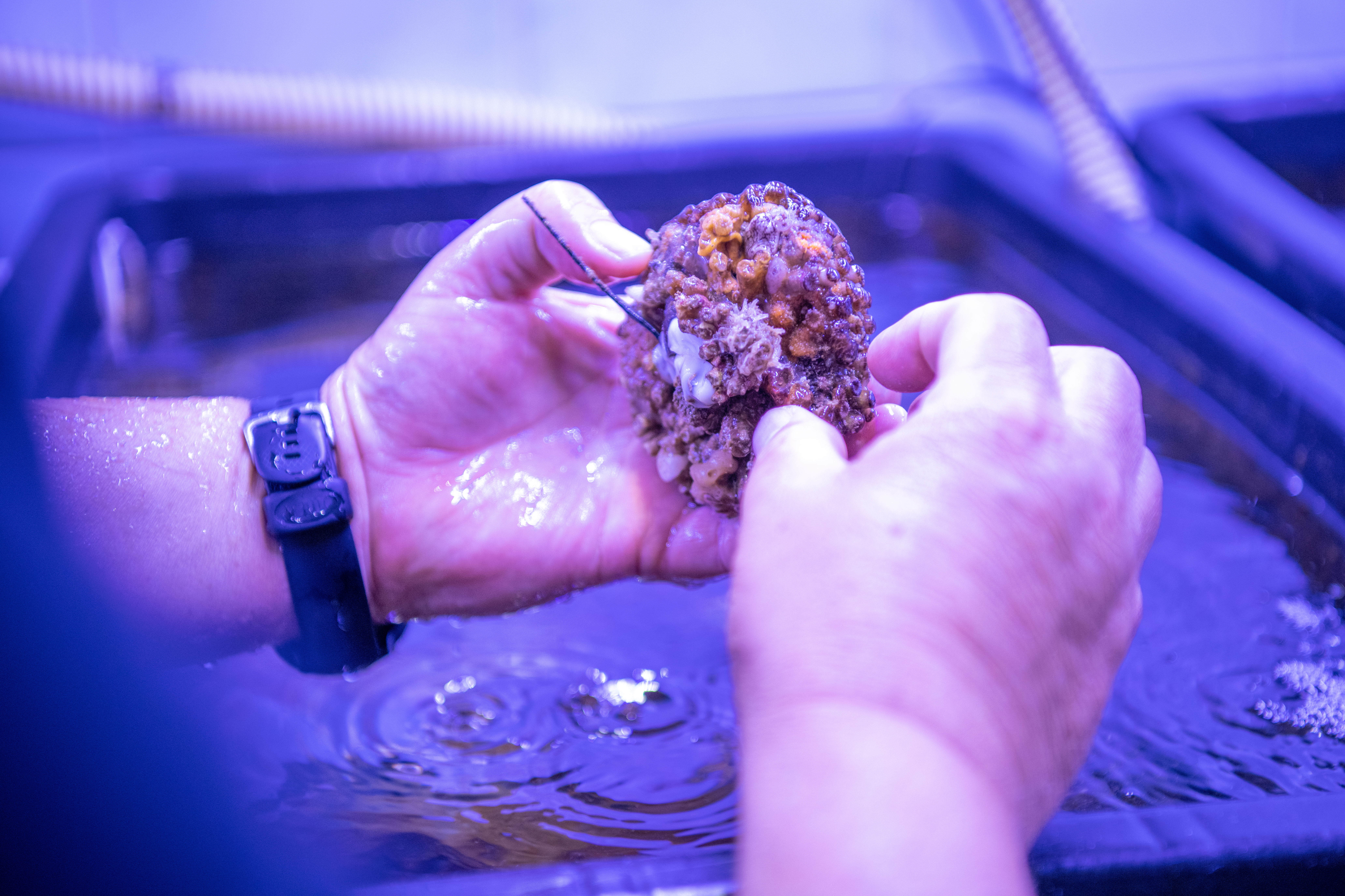 Poskusi gojenja koral