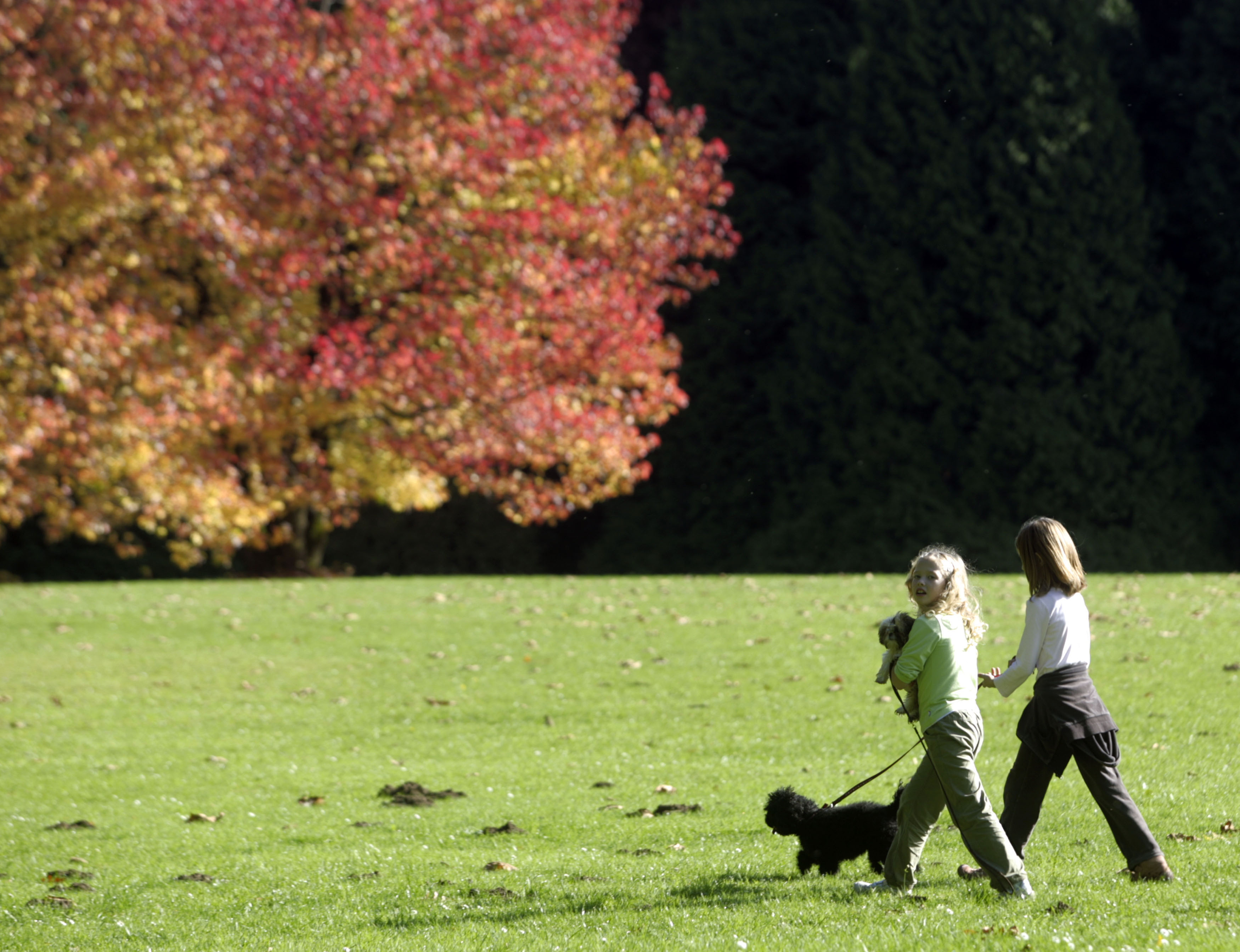 arboretum, PCT pogoj