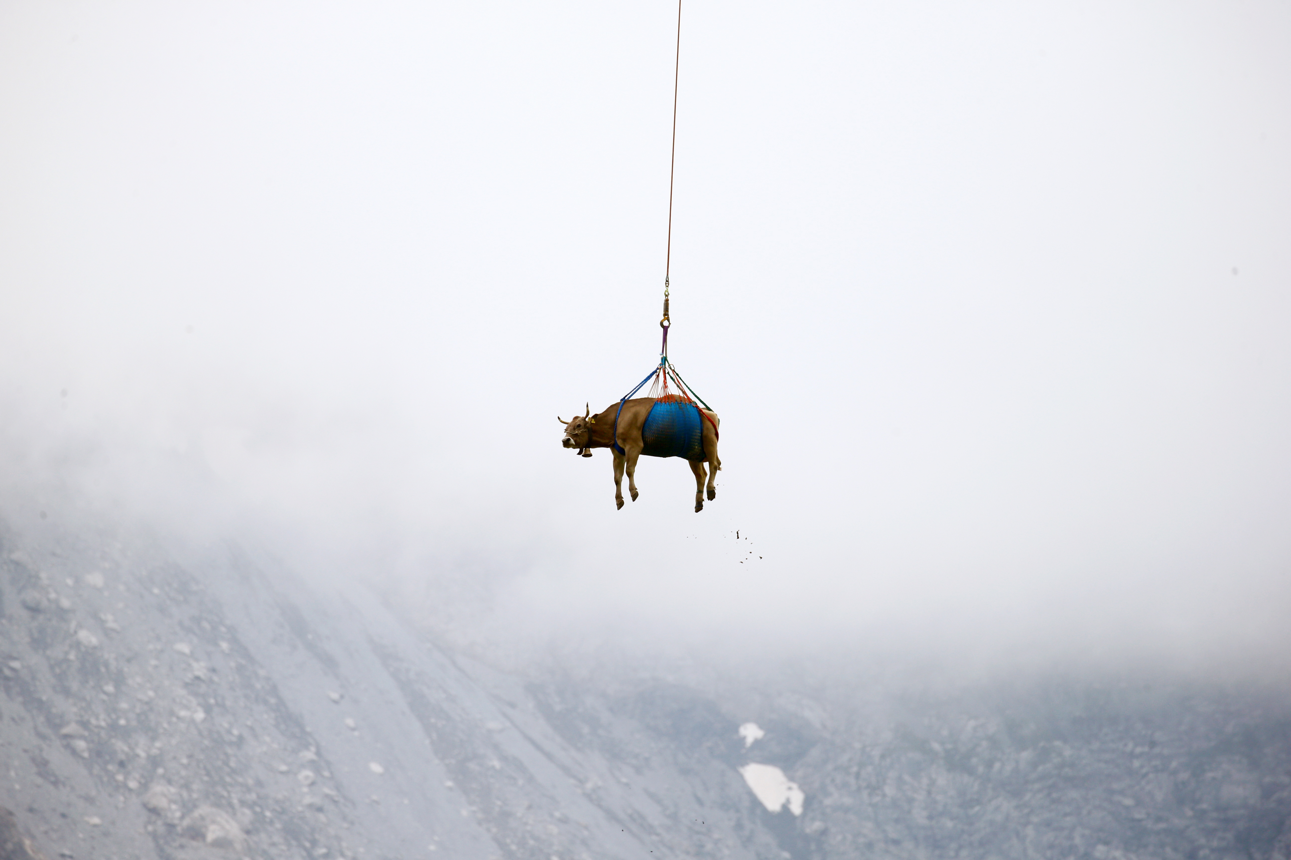 krave, švicarske alpe, helikopter
