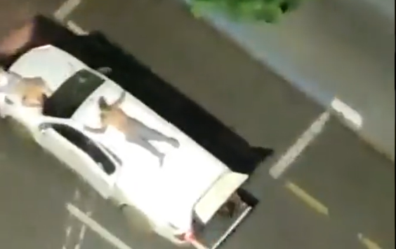 talec, rop, brazilija