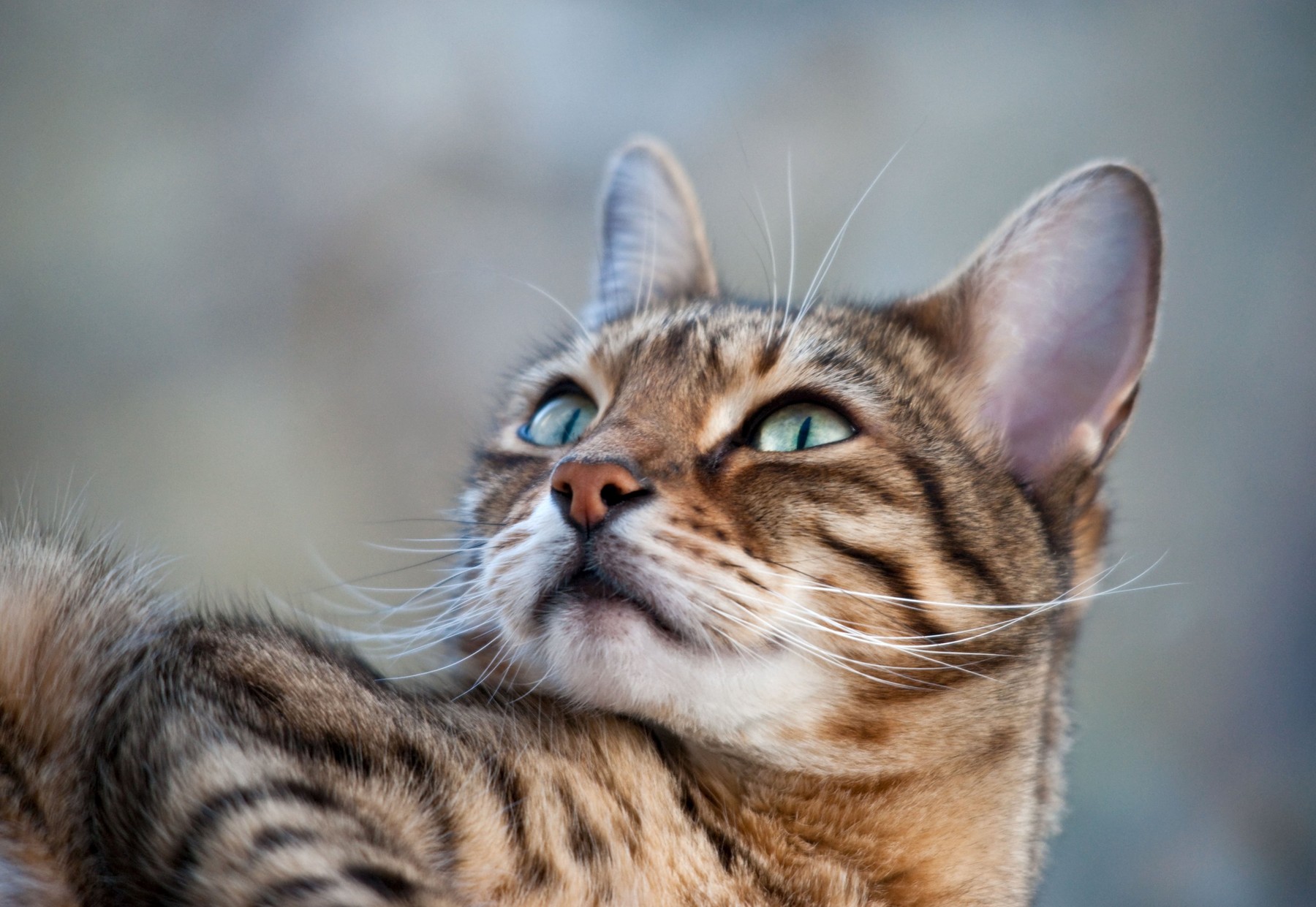 mačka, domača žival