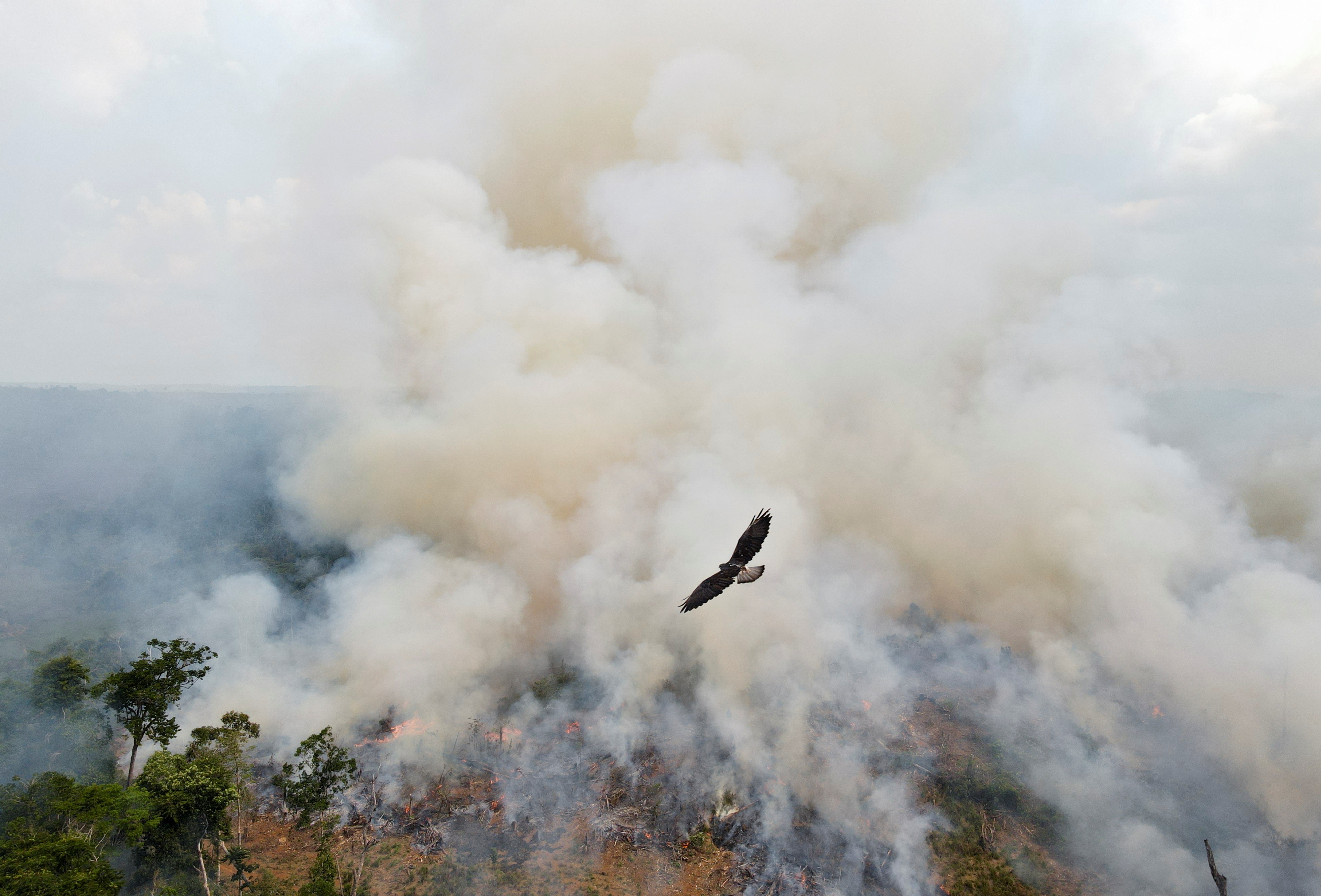 amazonija, amazonski gozd