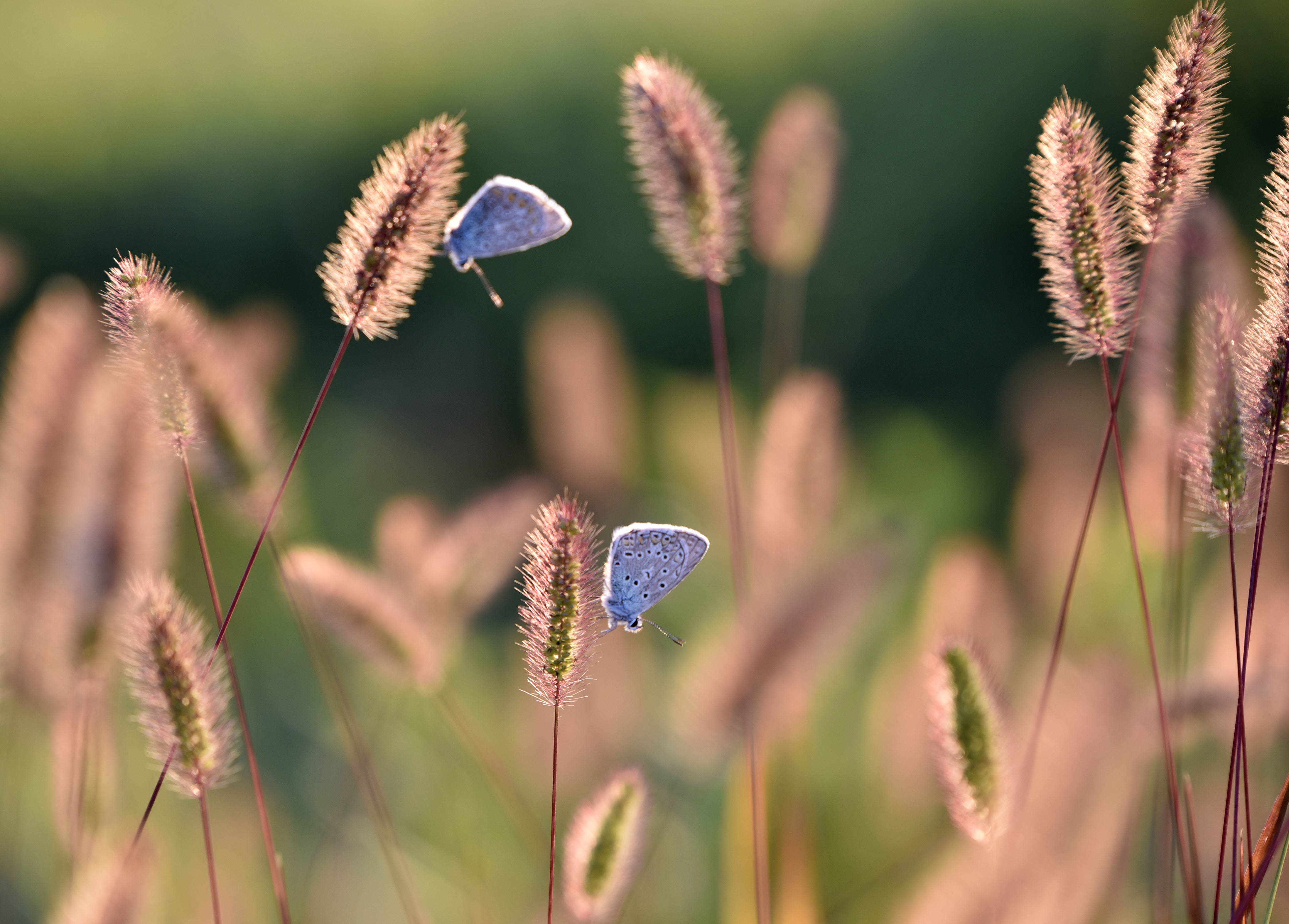 vreme, narava, jesen, metulji