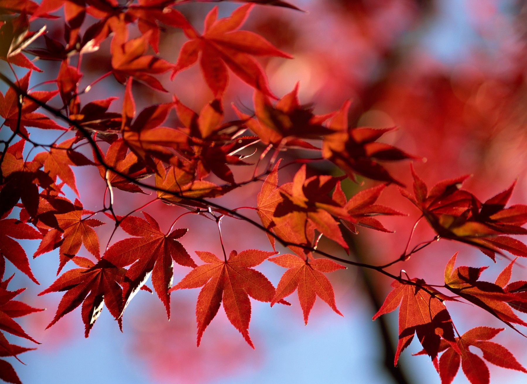 jesenski listi, jesen, list, veja