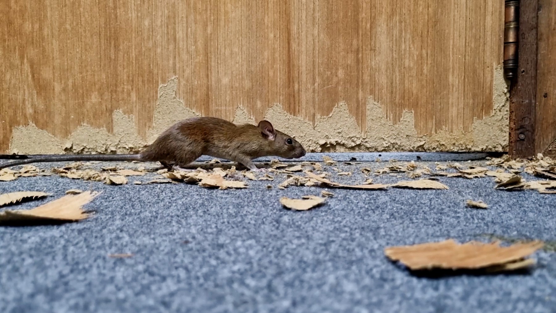 Miš, mišja mrzlica