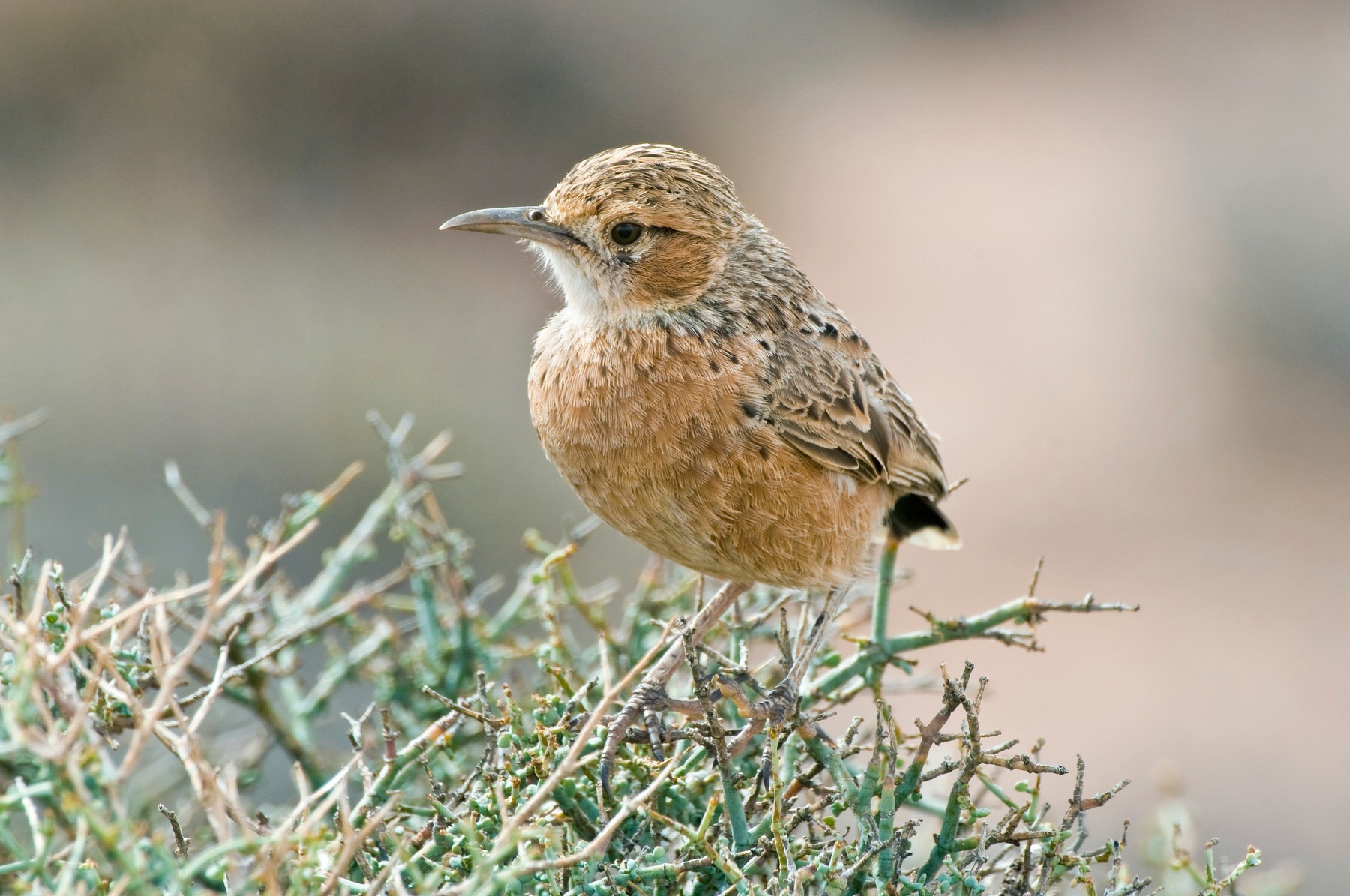 škrjanec, ptič, ptice, živali