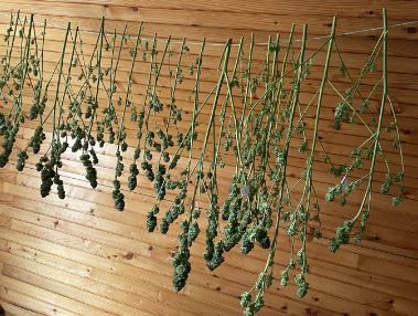 Policijska uprava Celje
