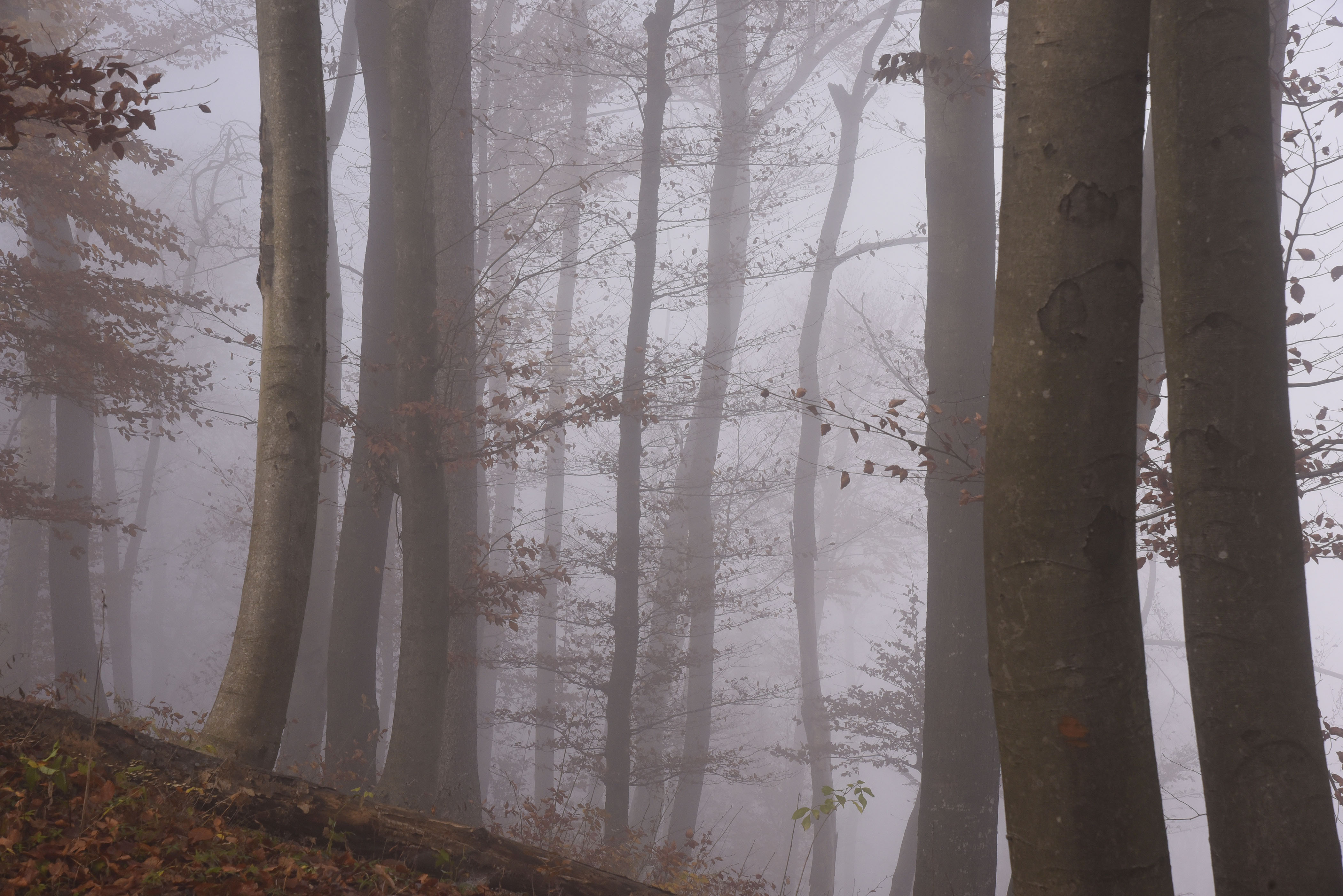 Narava jesenske meglice sonce