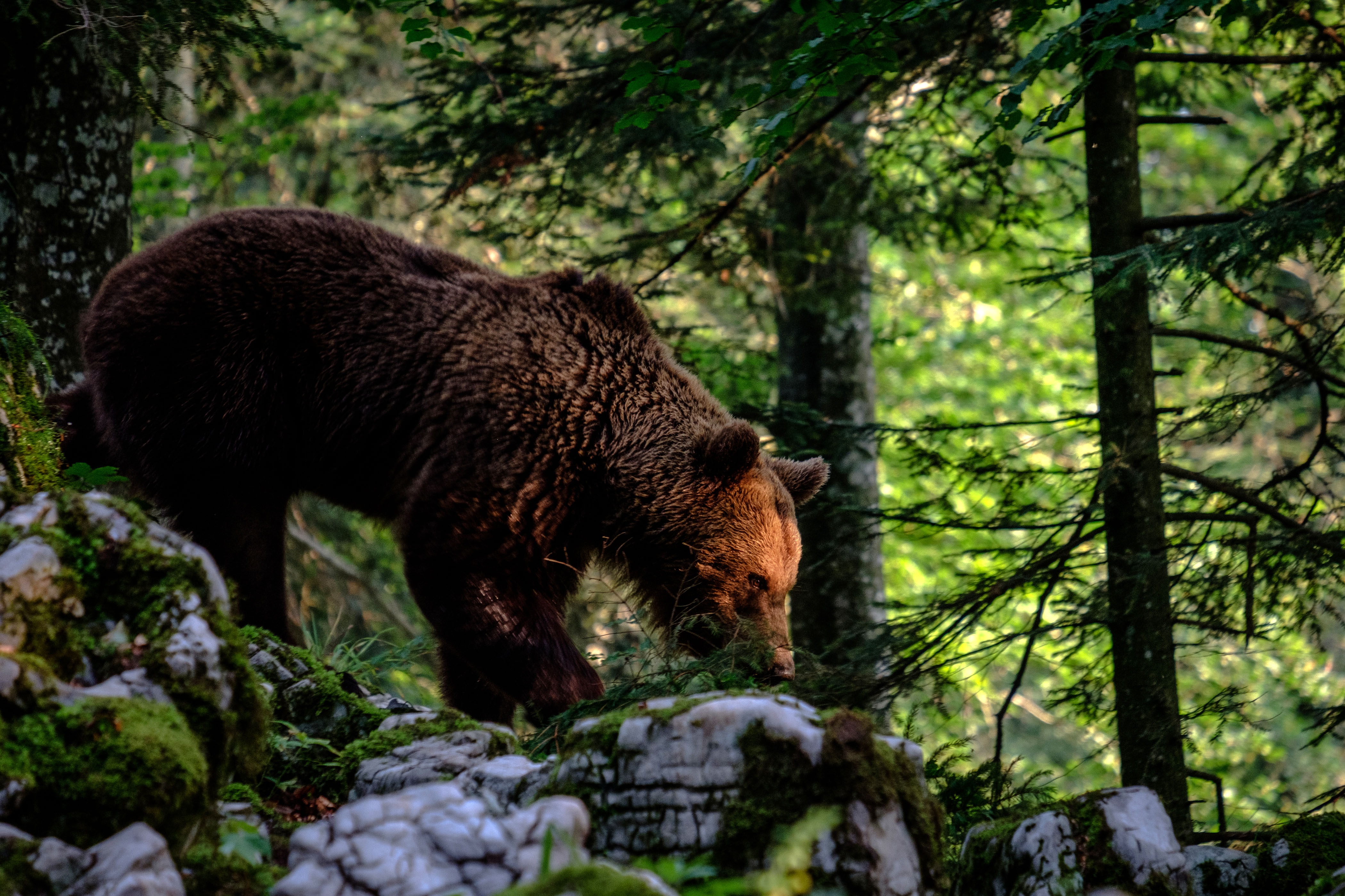 rjavi medved, odstrel