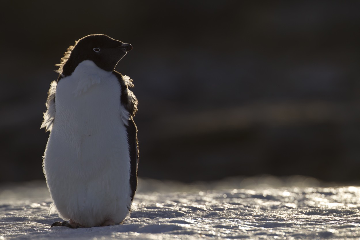 Pingvin