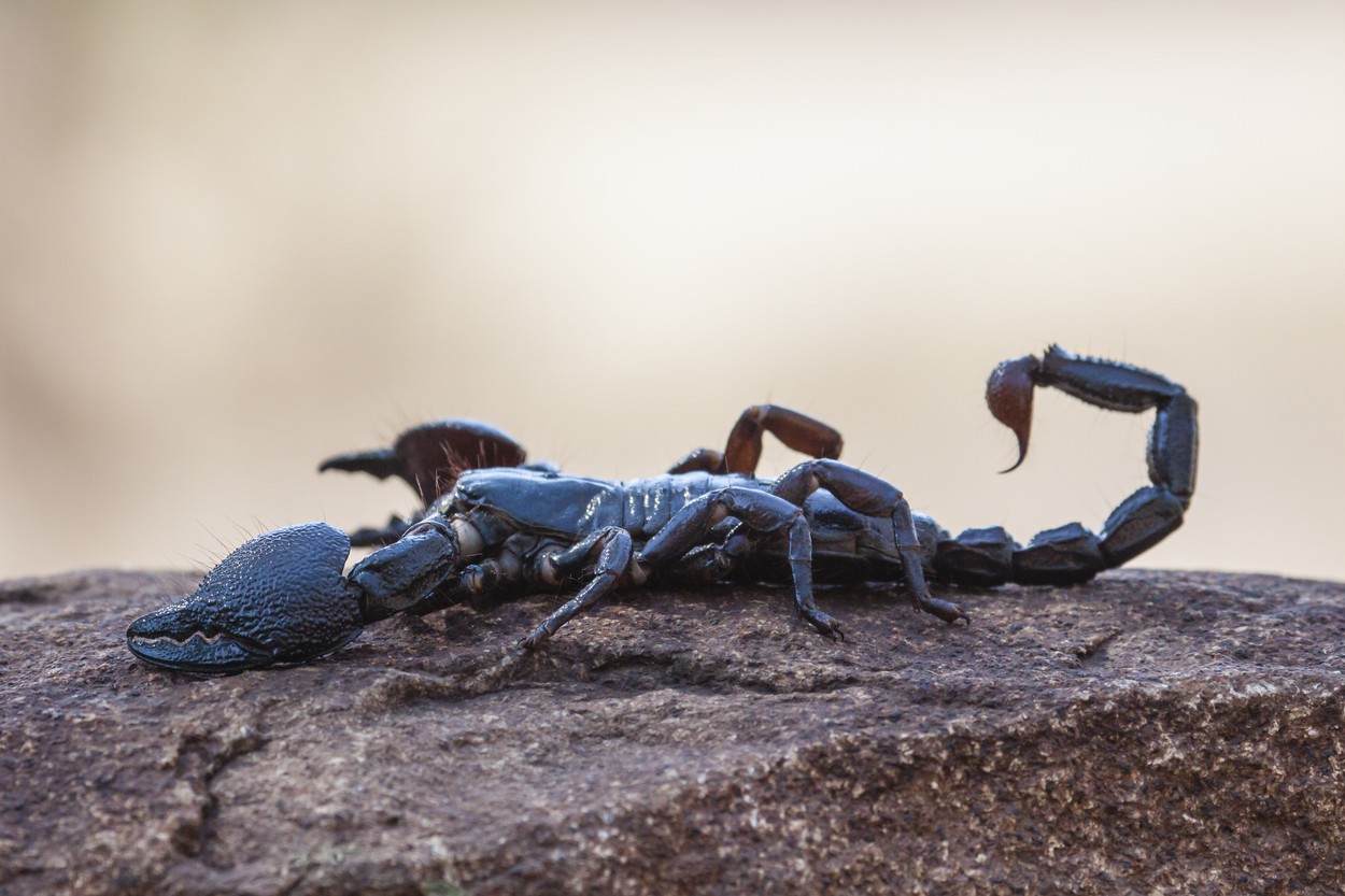 Škorpijon