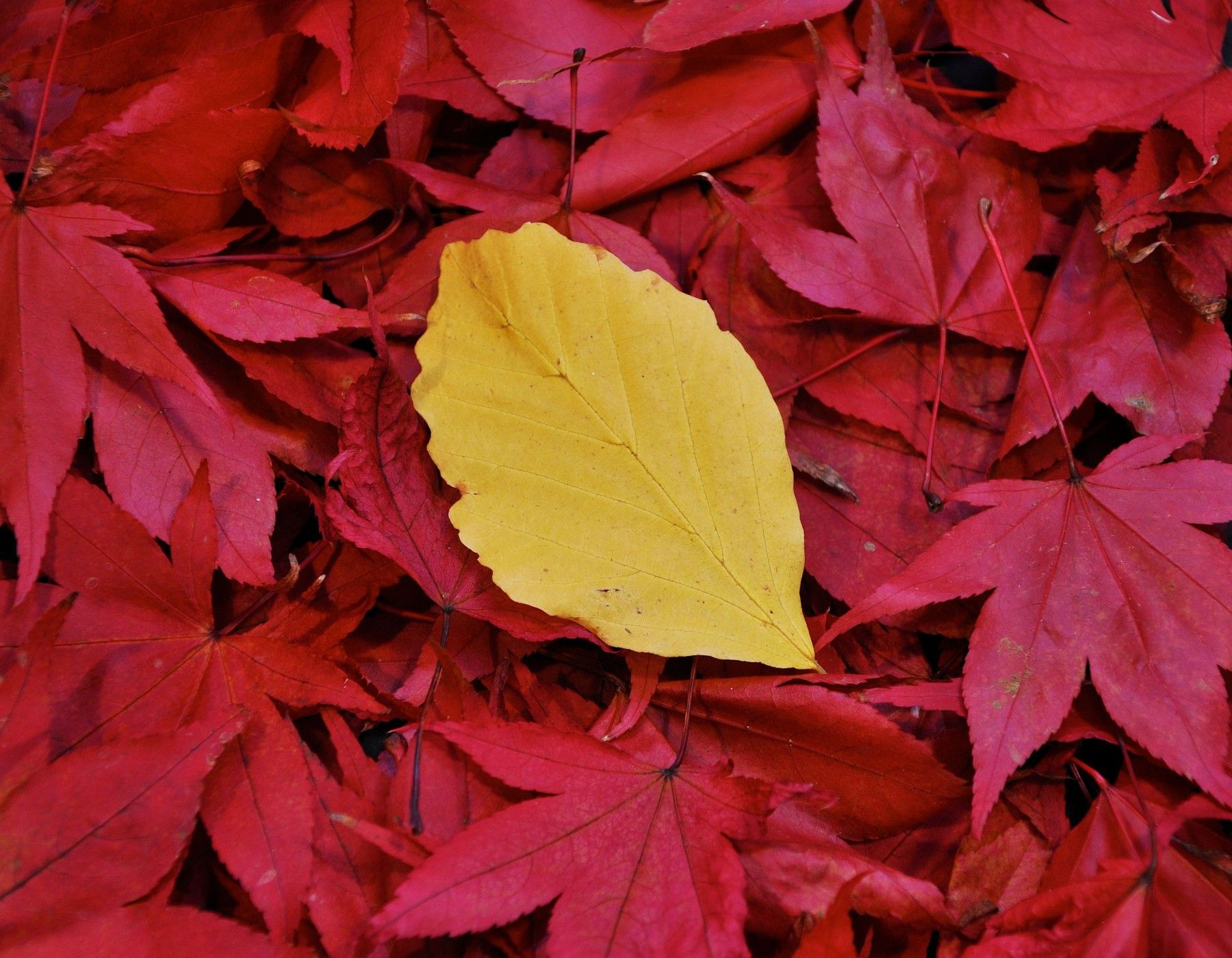 jesensko barvno listje, list