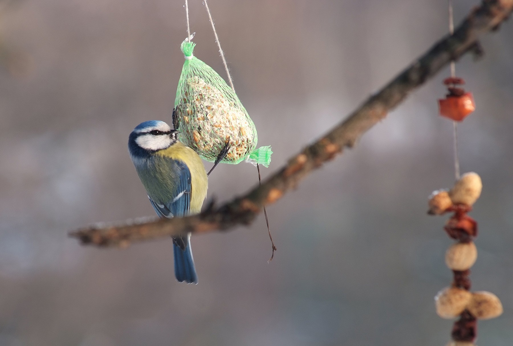 ptice, zima, hrana, ptičja hiška