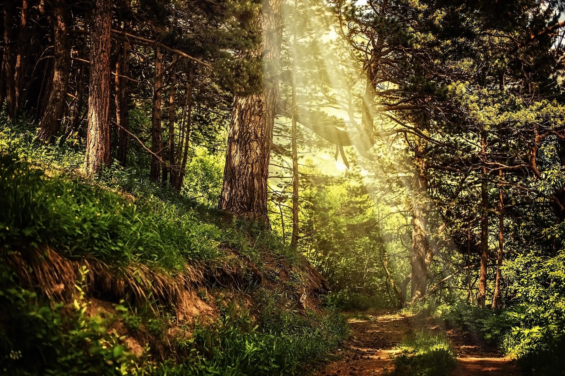 gozd, žarek sonca, narava
